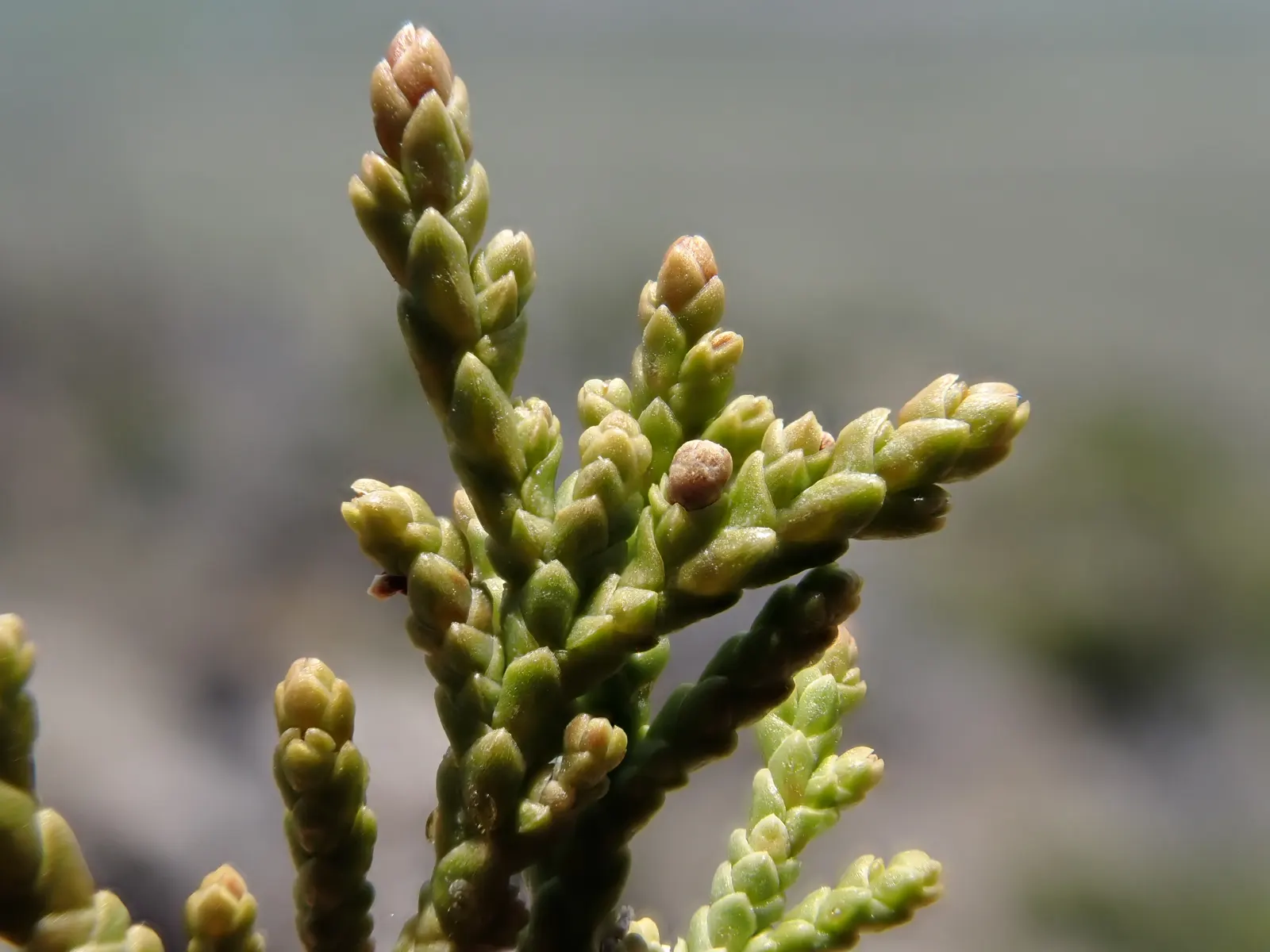 Rocky Mountain Juniper (Juniperus Scopulorum) — commonly called juniper berries