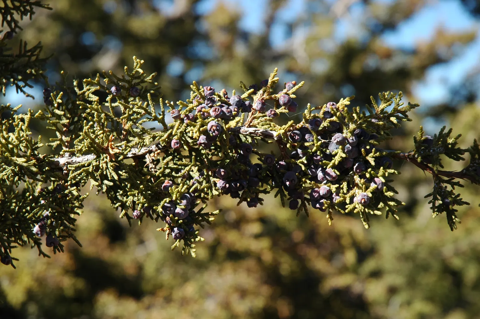 Rocky Mountain Juniper (Juniperus Scopulorum) — reaching heights of 30-40 feet and spreads up to 3-15 feet; this drought-tolerant native thrives in, image 51