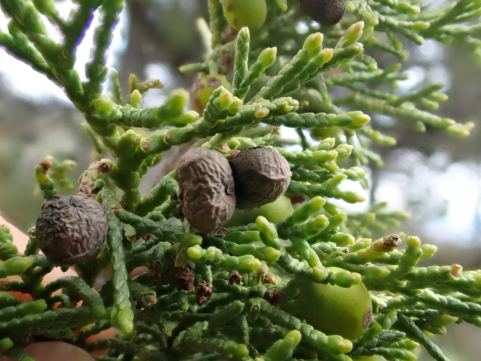 Rocky Mountain Juniper (Juniperus Scopulorum) — It prefers well-drained soils and full sun to partial shade; preferring full sun and well-drained soils