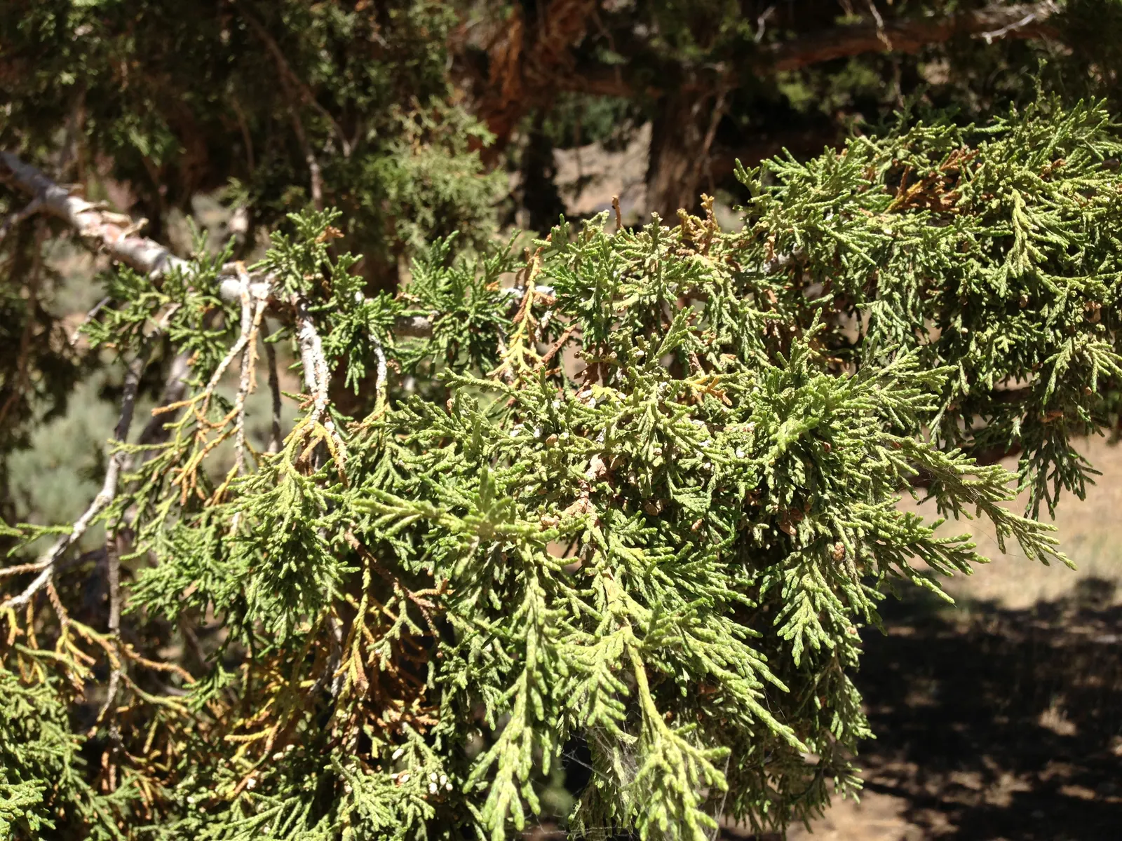 Rocky Mountain Juniper (Juniperus Scopulorum) — the Rocky Mountain Juniper features attractive; scientifically named Juniperus scopulorum