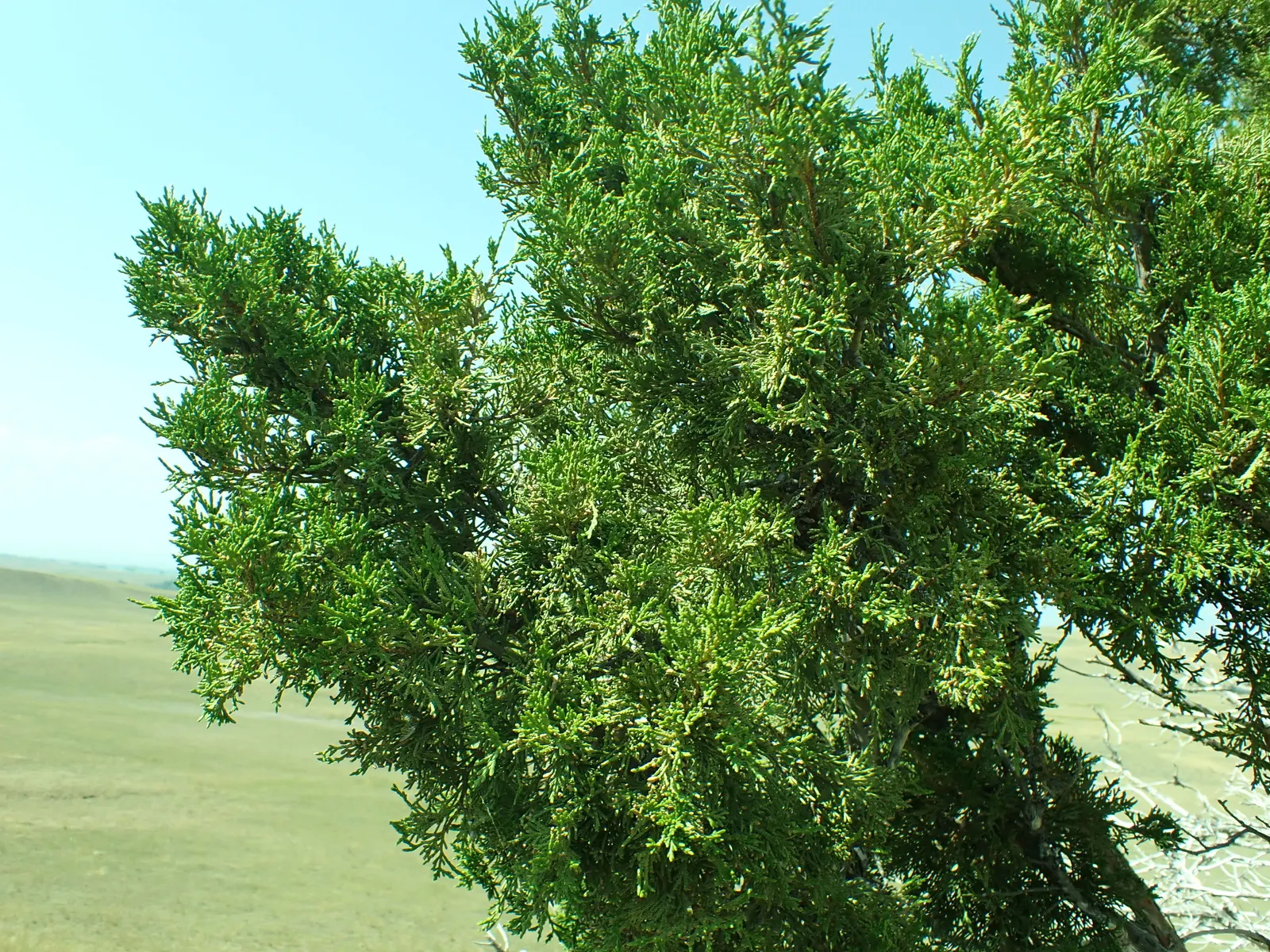 Rocky Mountain Juniper (Juniperus Scopulorum) — evergreen conifer endemic to the western United States