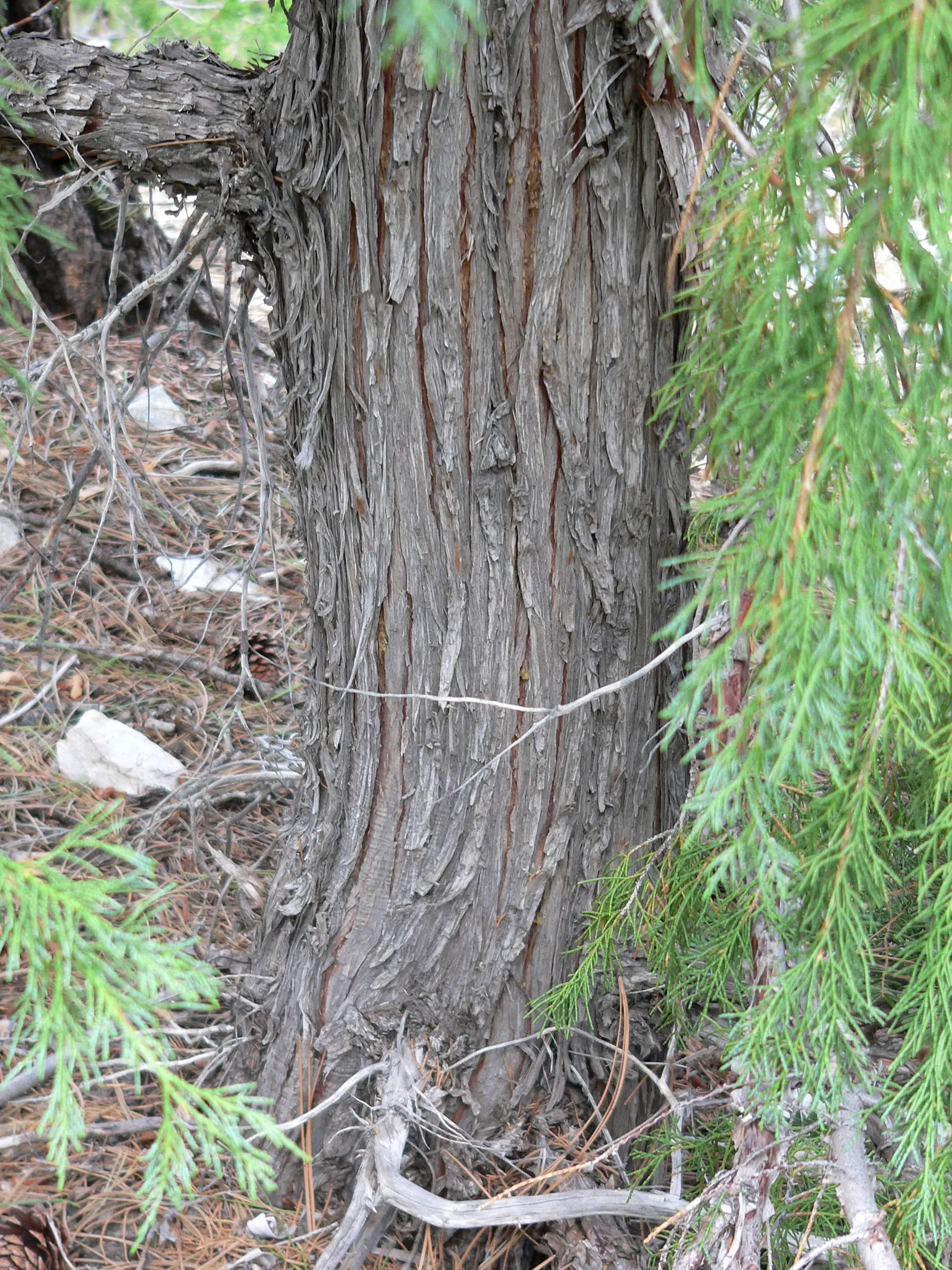 Rocky Mountain Juniper (Juniperus Scopulorum) — Its dense, silvery-blue needles and berry-like, bluish cones enhance year-round interest; depending on the