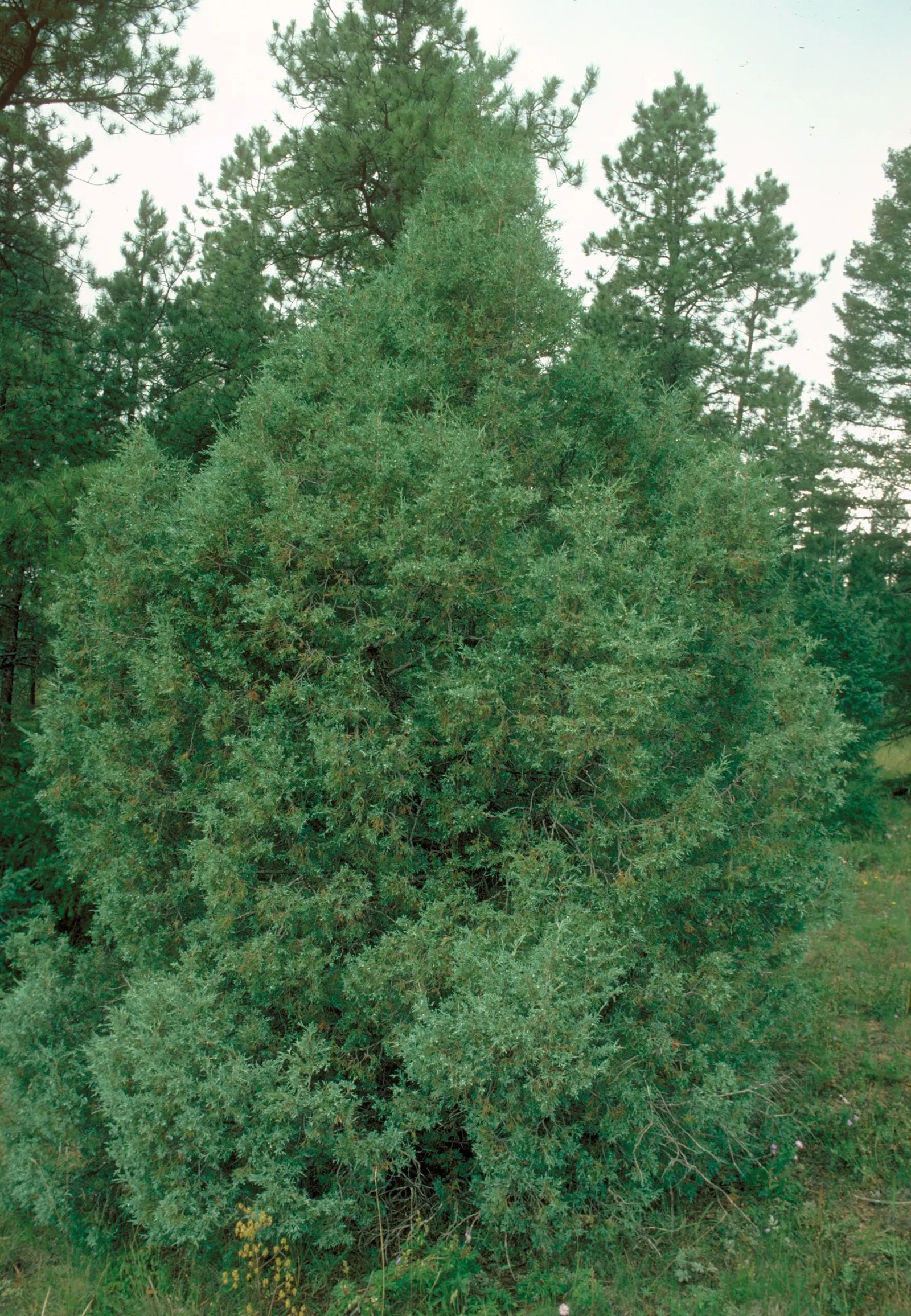 Rocky Mountain Juniper (Juniperus Scopulorum) — this drought-tolerant native thrives in USDA zones 3-7; conifer / tree for full