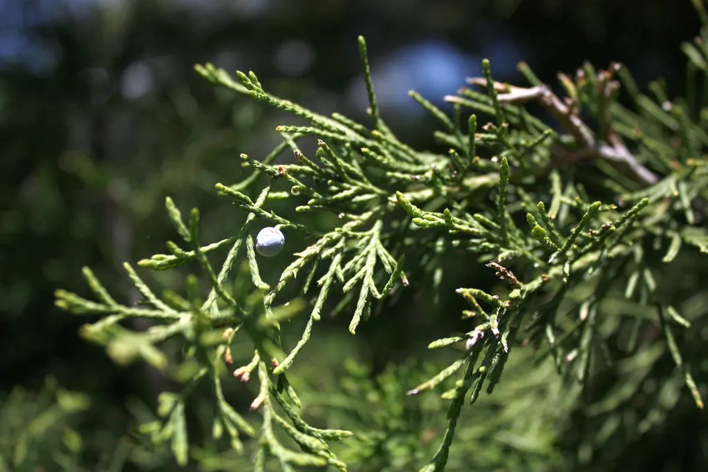 Rocky Mountain Juniper (Juniperus Scopulorum) — commonly called juniper berries; with a slow to moderate growth rate