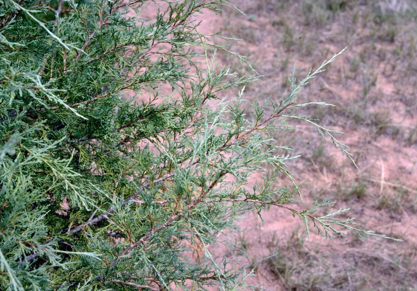 Rocky Mountain Juniper (Juniperus Scopulorum) — shaping can be done to maintain its size and maintain aesthetics; the juniper produces berry-like cones
