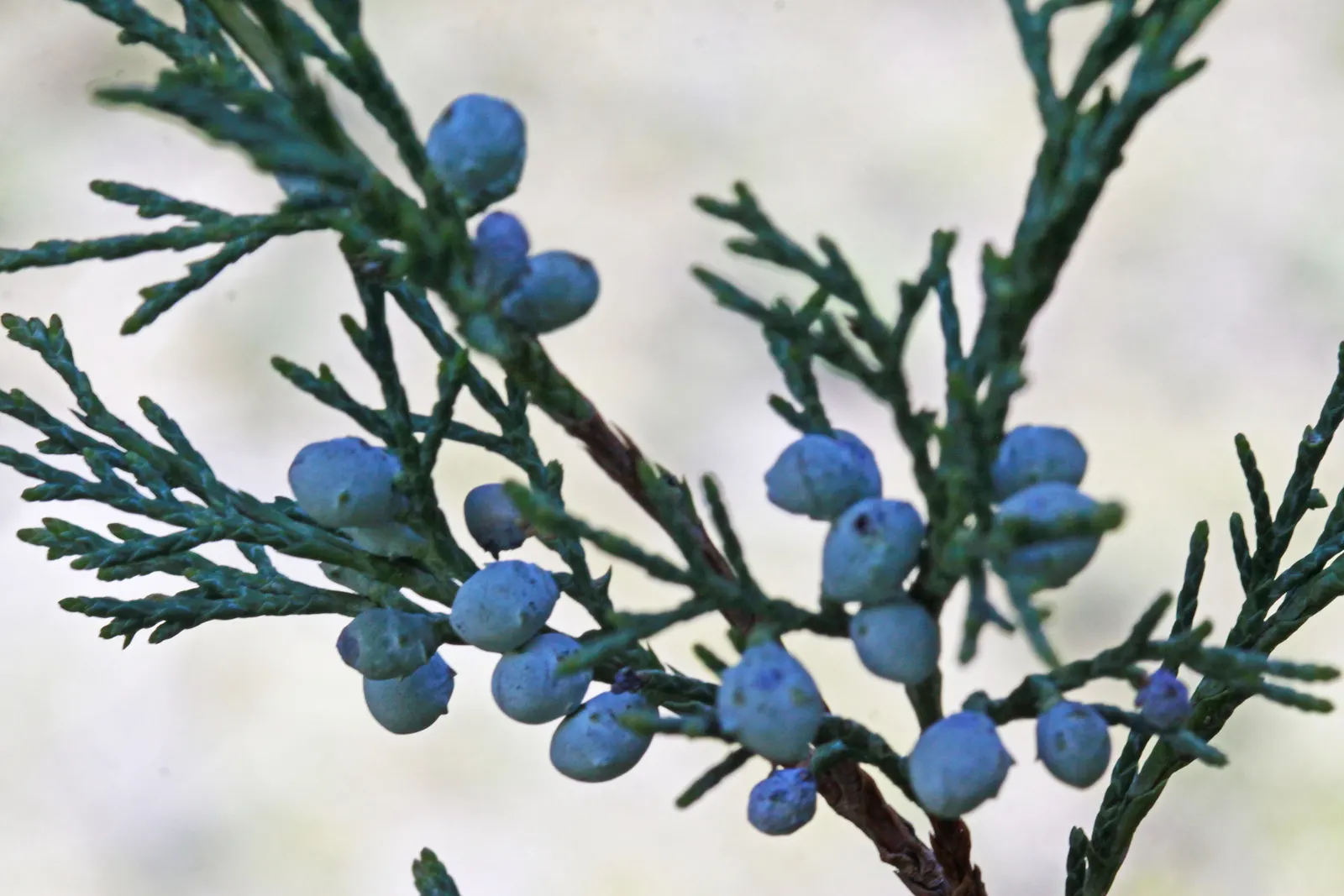 Rocky Mountain Juniper (Juniperus Scopulorum) — reaching heights of 30-40 feet and spreads up to 3-15 feet