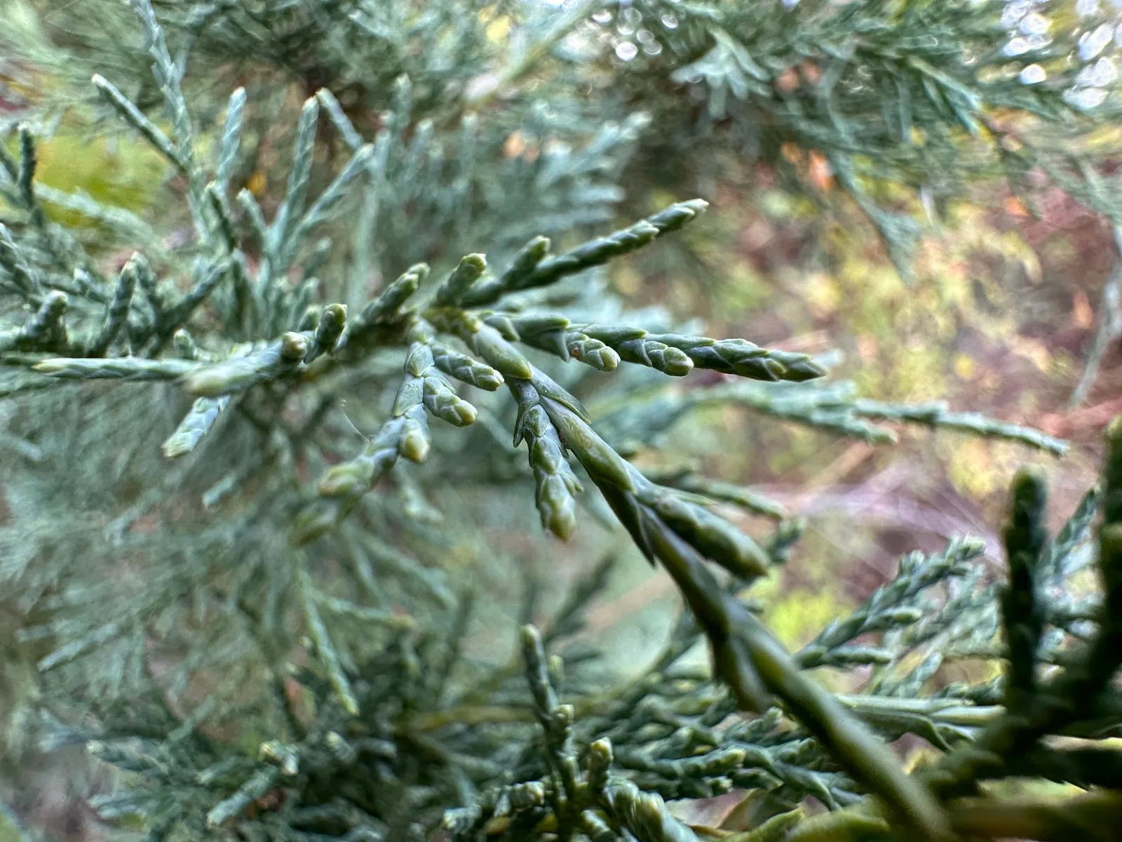 Rocky Mountain Juniper (Juniperus Scopulorum) — becoming more drought-tolerant and pest-resistant in proper conditions; the Rocky Mountain Juniper features