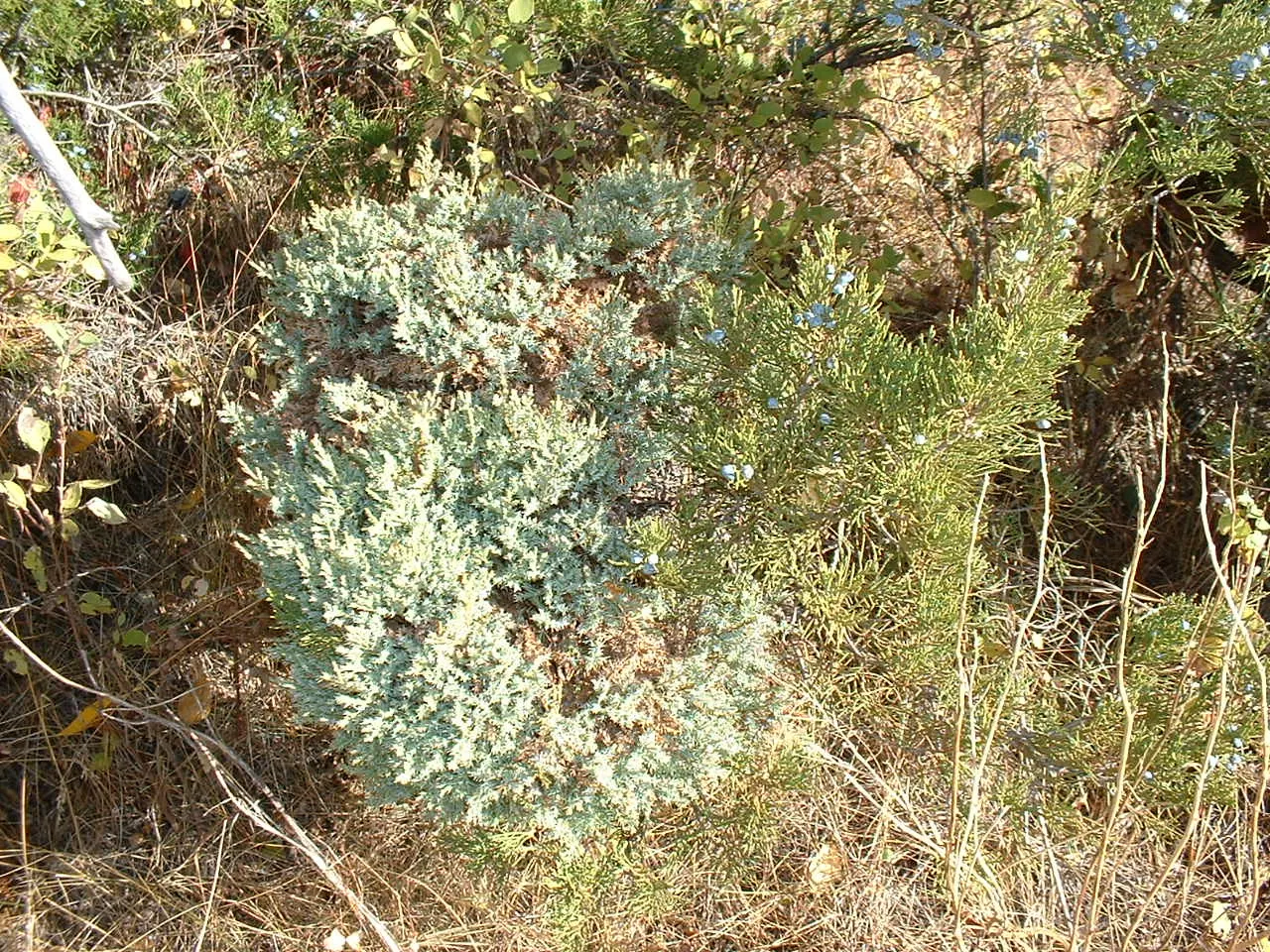 Rocky Mountain Juniper (Juniperus Scopulorum) — Ideal for windbreaks and privacy screens
