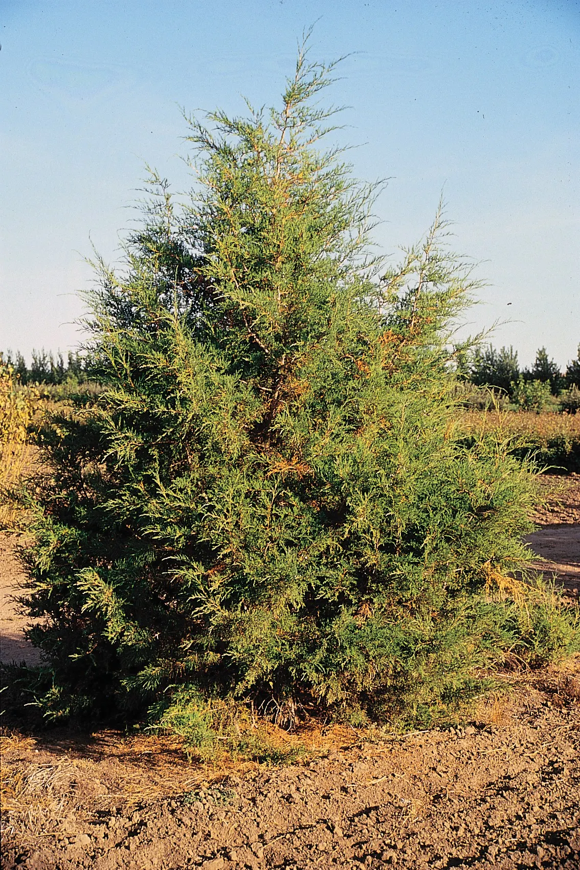 Rocky Mountain Juniper (Juniperus Scopulorum) — With a slow to moderate growth rate; it matures to a height of approximately 30 to 40 feet with a spread of 3