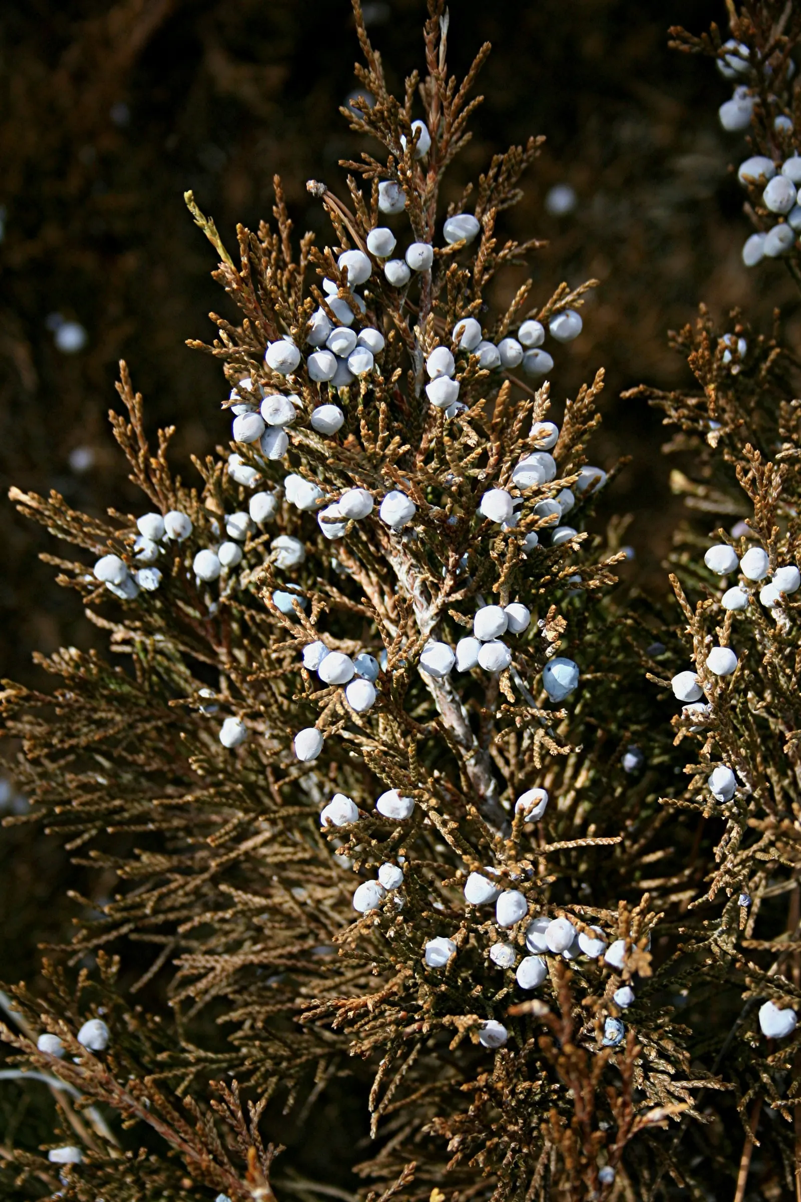 Rocky Mountain Juniper (Juniperus Scopulorum) — This species is highly valued in landscape design for its robust nature and aesthetic appeal