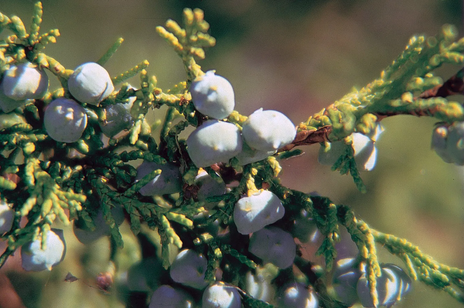 Rocky Mountain Juniper (Juniperus Scopulorum) — Ideal for windbreaks and privacy screens; the Rocky Mountain Juniper is an excellent choice for, image 53