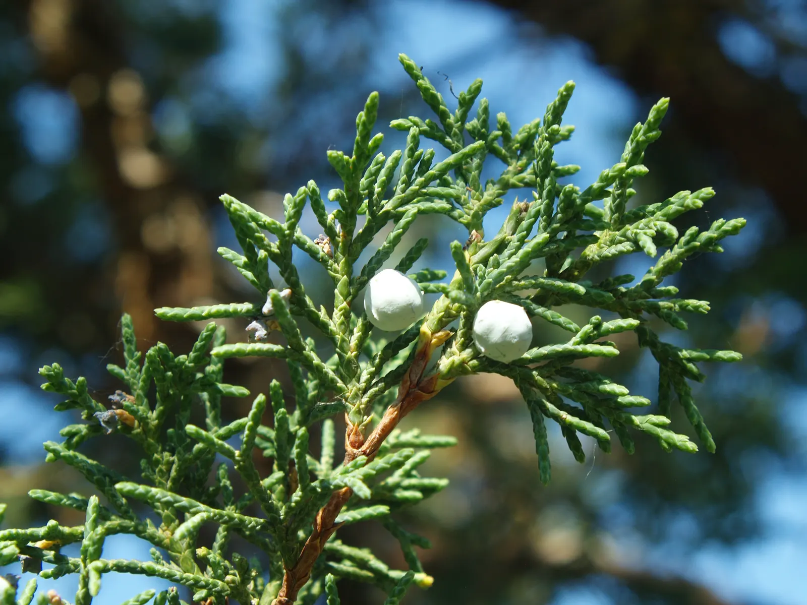Rocky Mountain Juniper (Juniperus Scopulorum) — preferring full sun and well-drained soils; evergreen conifer endemic to the western United States