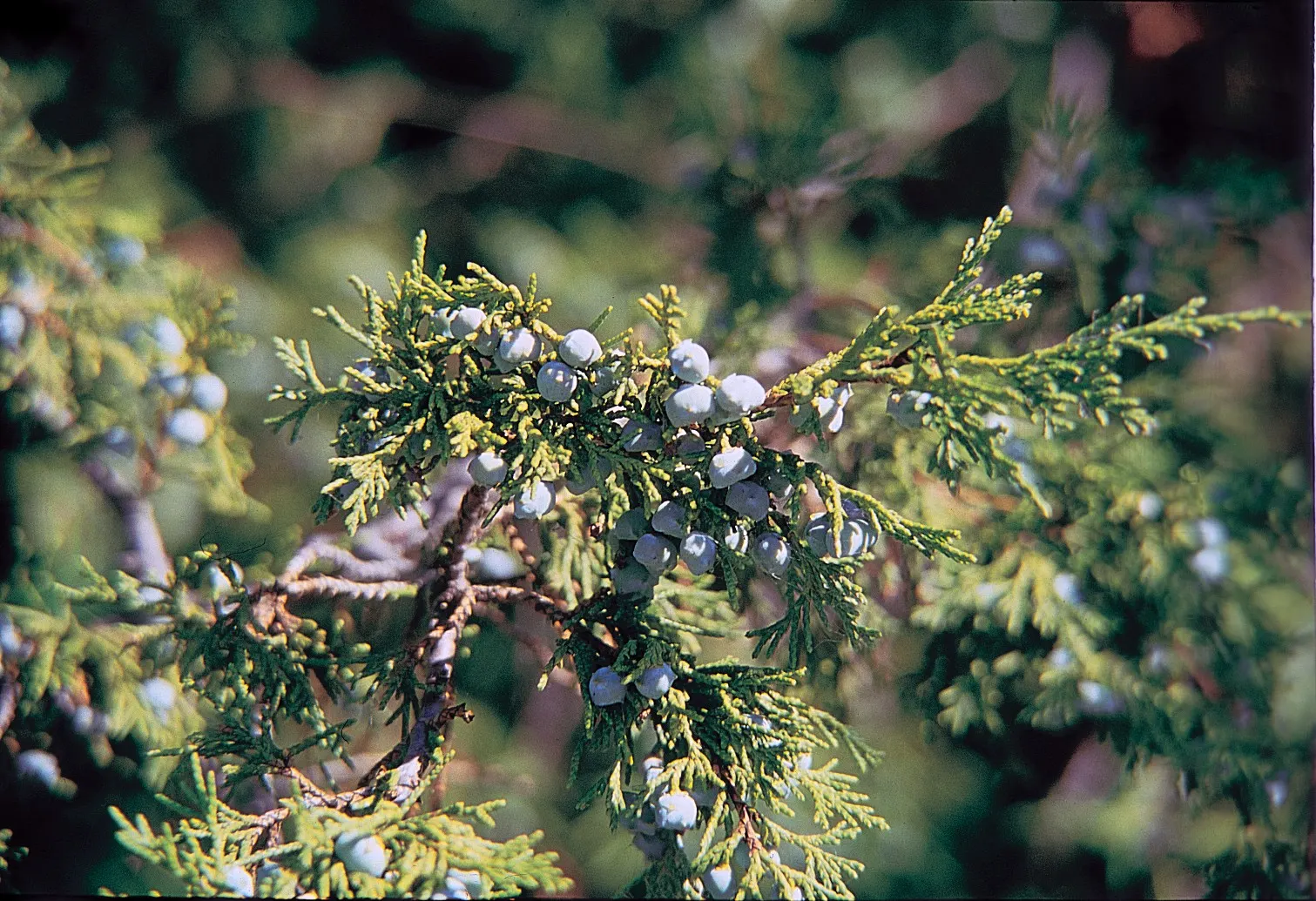 Rocky Mountain Juniper (Juniperus Scopulorum) — conifer / tree for full