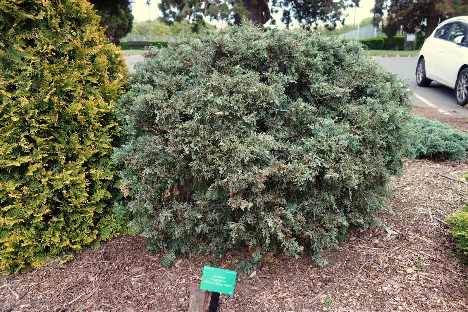 Rocky Mountain Juniper (Juniperus Scopulorum) — making it a versatile component in the garden; reaching heights of 30-40 feet and spreads up to 3-15 feet