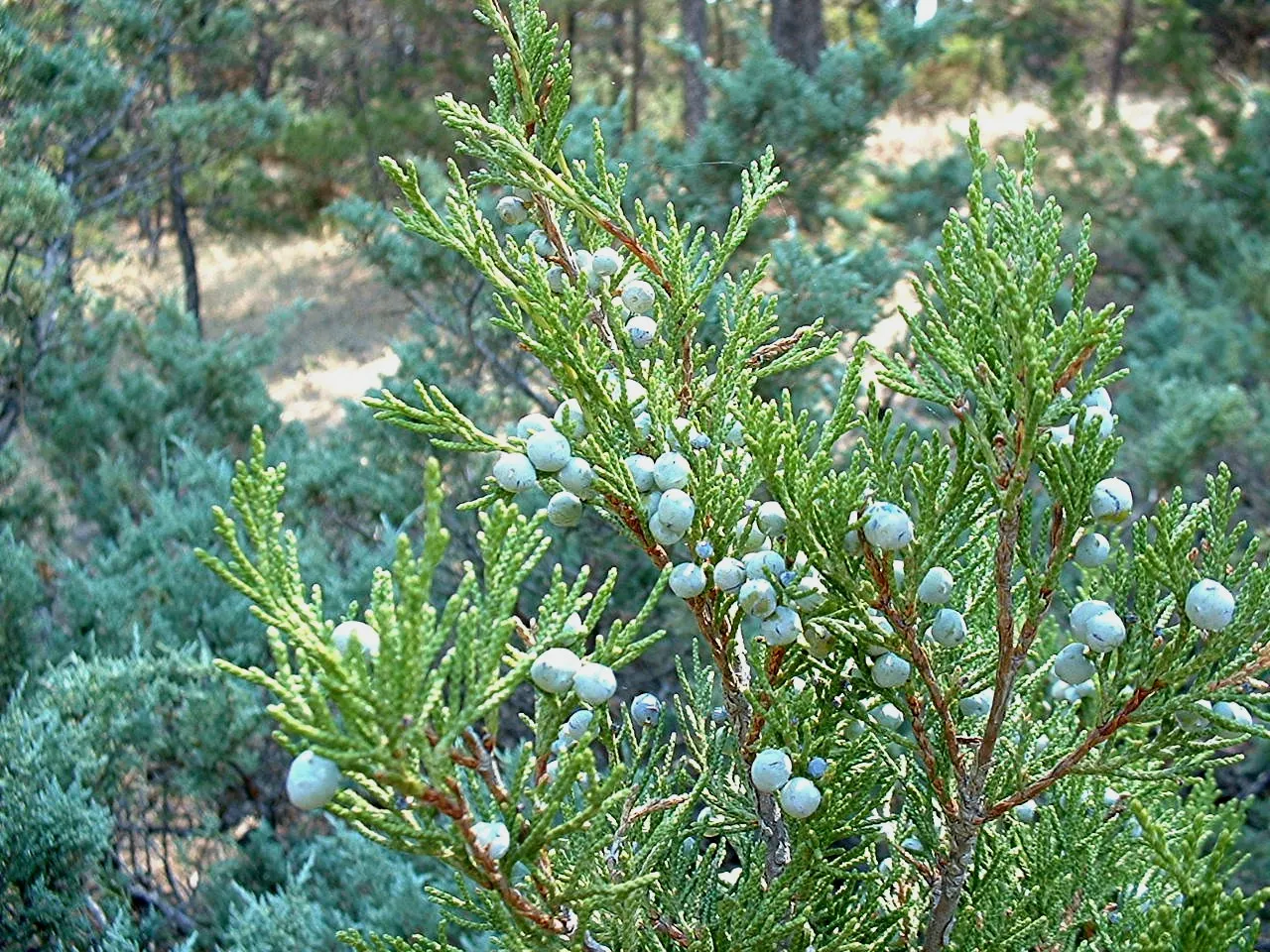 Rocky Mountain Juniper (Juniperus Scopulorum) — the Rocky Mountain Juniper is an excellent choice for water-wise landscapes