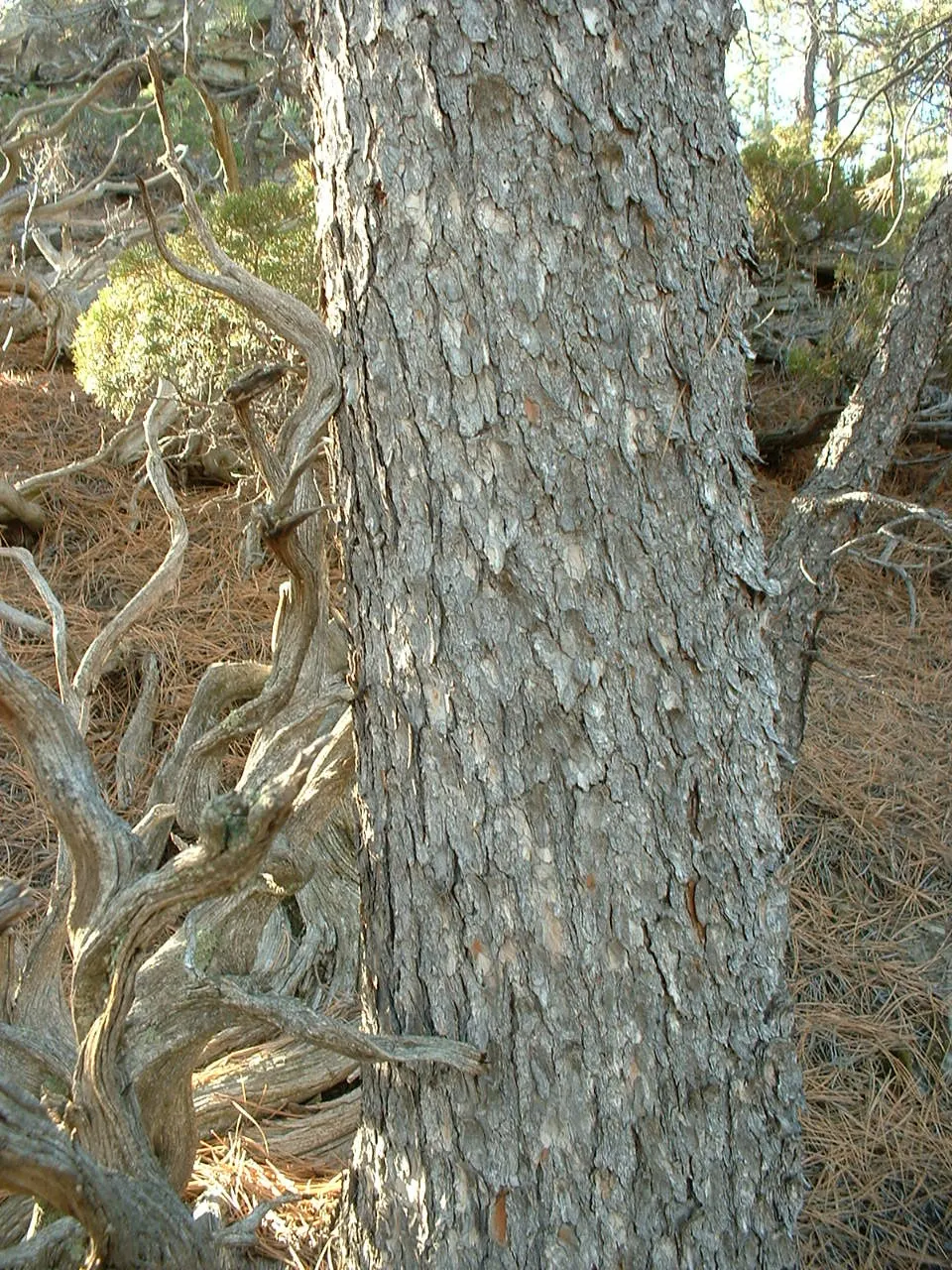 Rocky Mountain Juniper (Juniperus Scopulorum) — scale-like foliage ranging in color from blue-green to a silvery hue