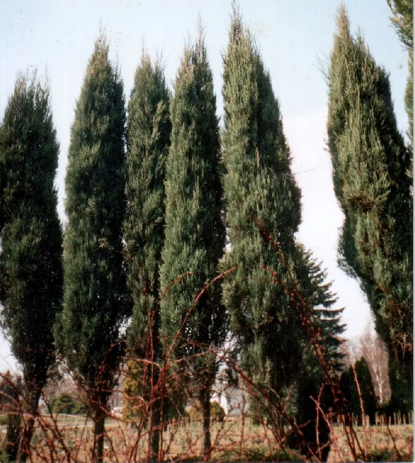 Rocky Mountain Juniper (Juniperus Scopulorum) — reaching heights of 30-40 feet and spreads up to 3-15 feet; this drought-tolerant native thrives in USDA zones