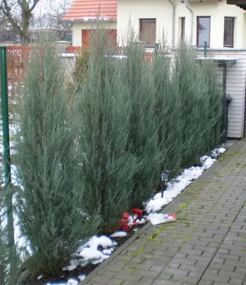Rocky Mountain Juniper (Juniperus Scopulorum) — conifer / tree for full; making it a versatile component in the garden
