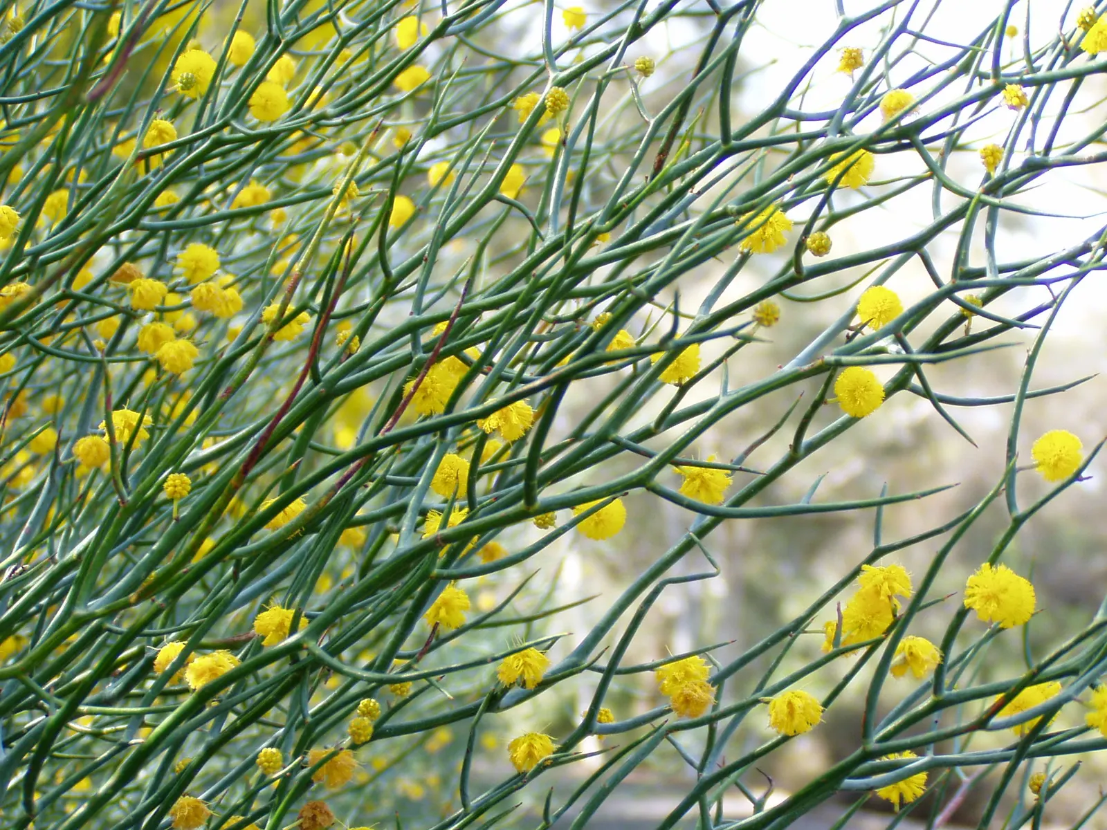 Twisted Desert Wattle (Acacia Aphylla) — adding to this low-maintenance plant's visual intrigue and habitat value
