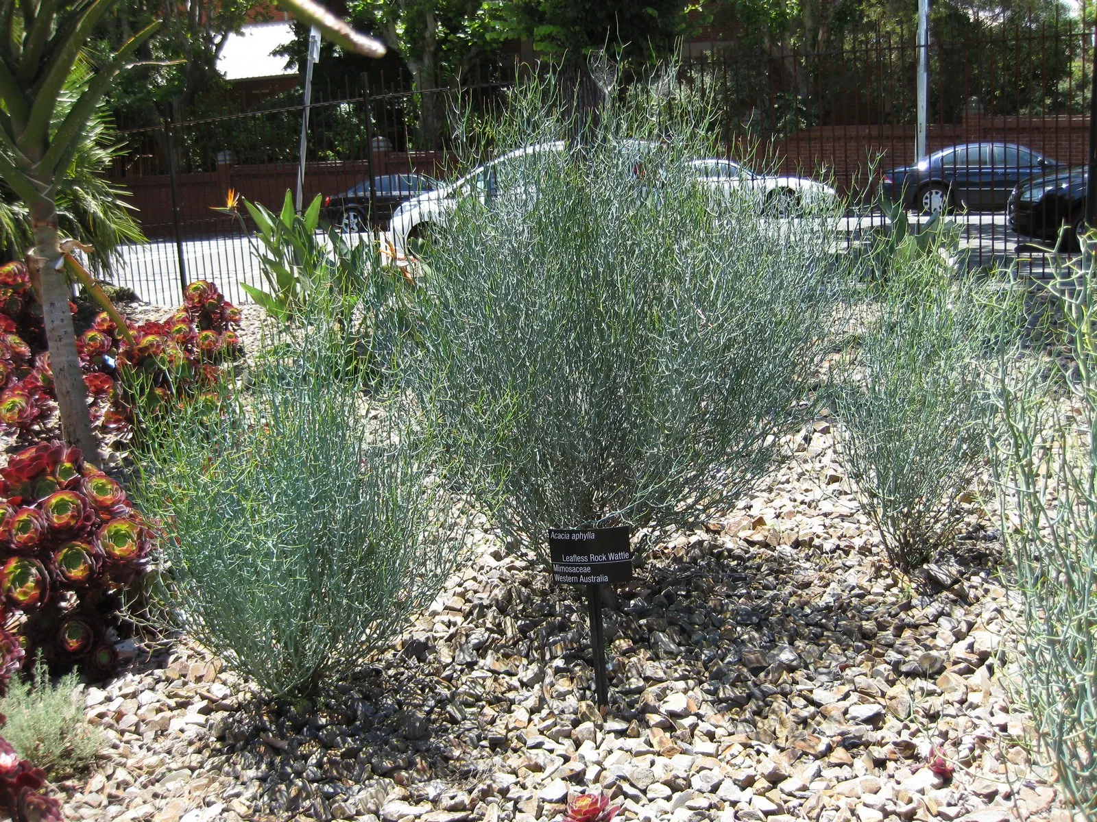 Twisted Desert Wattle (Acacia Aphylla) — presents a unique foliage-free charm with its striking green