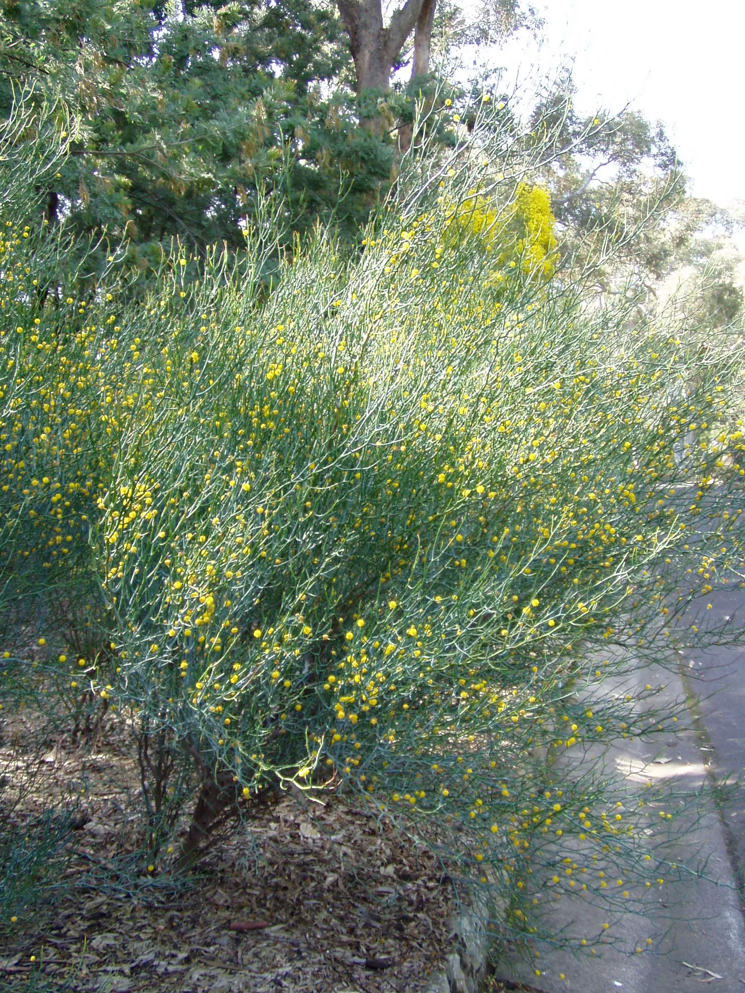 Twisted Desert Wattle (Acacia Aphylla) — twisted stems that function as leaves