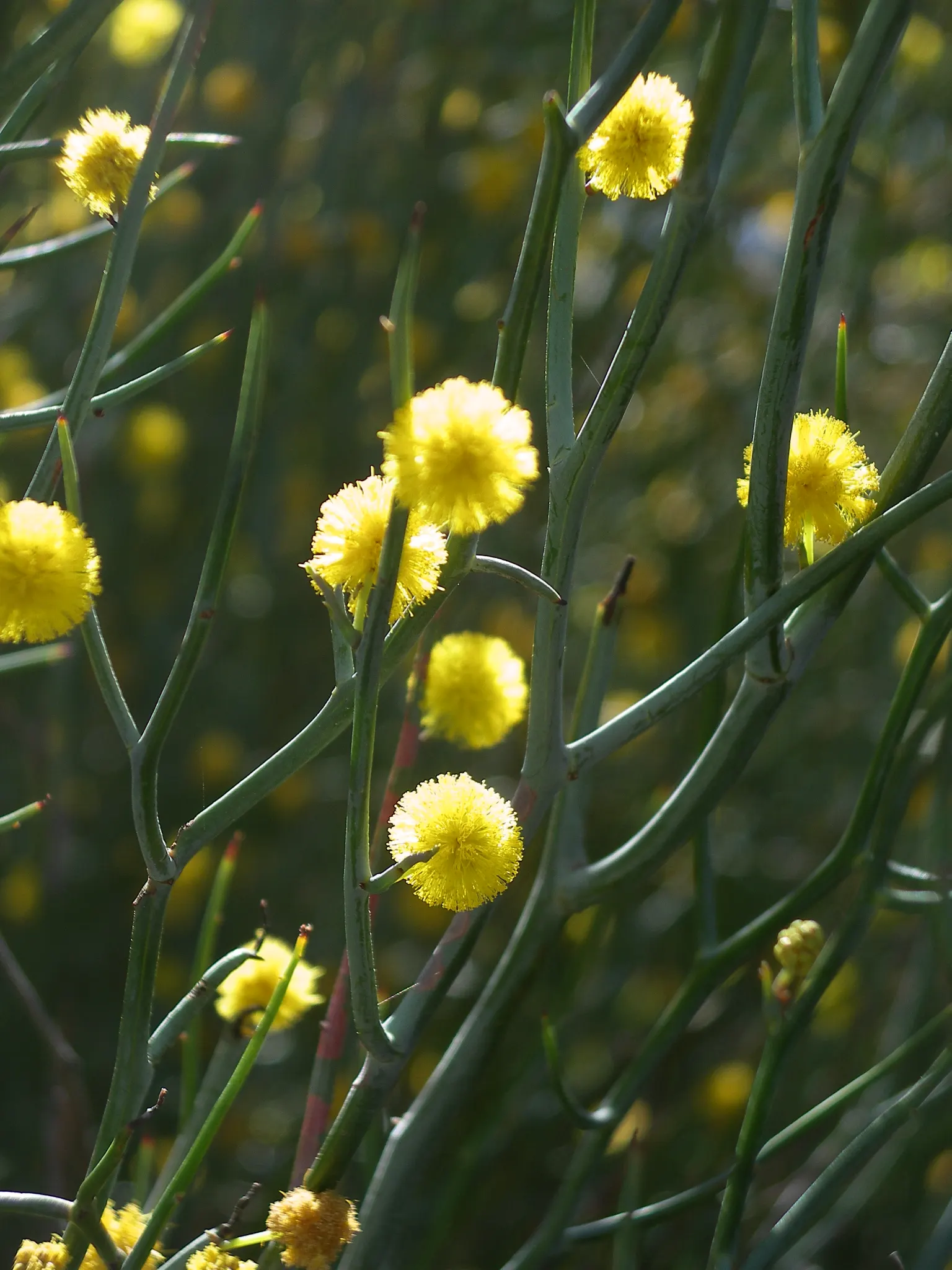 Twisted Desert Wattle (Acacia Aphylla) — Adaptable to dry conditions, it requires minimal water once established