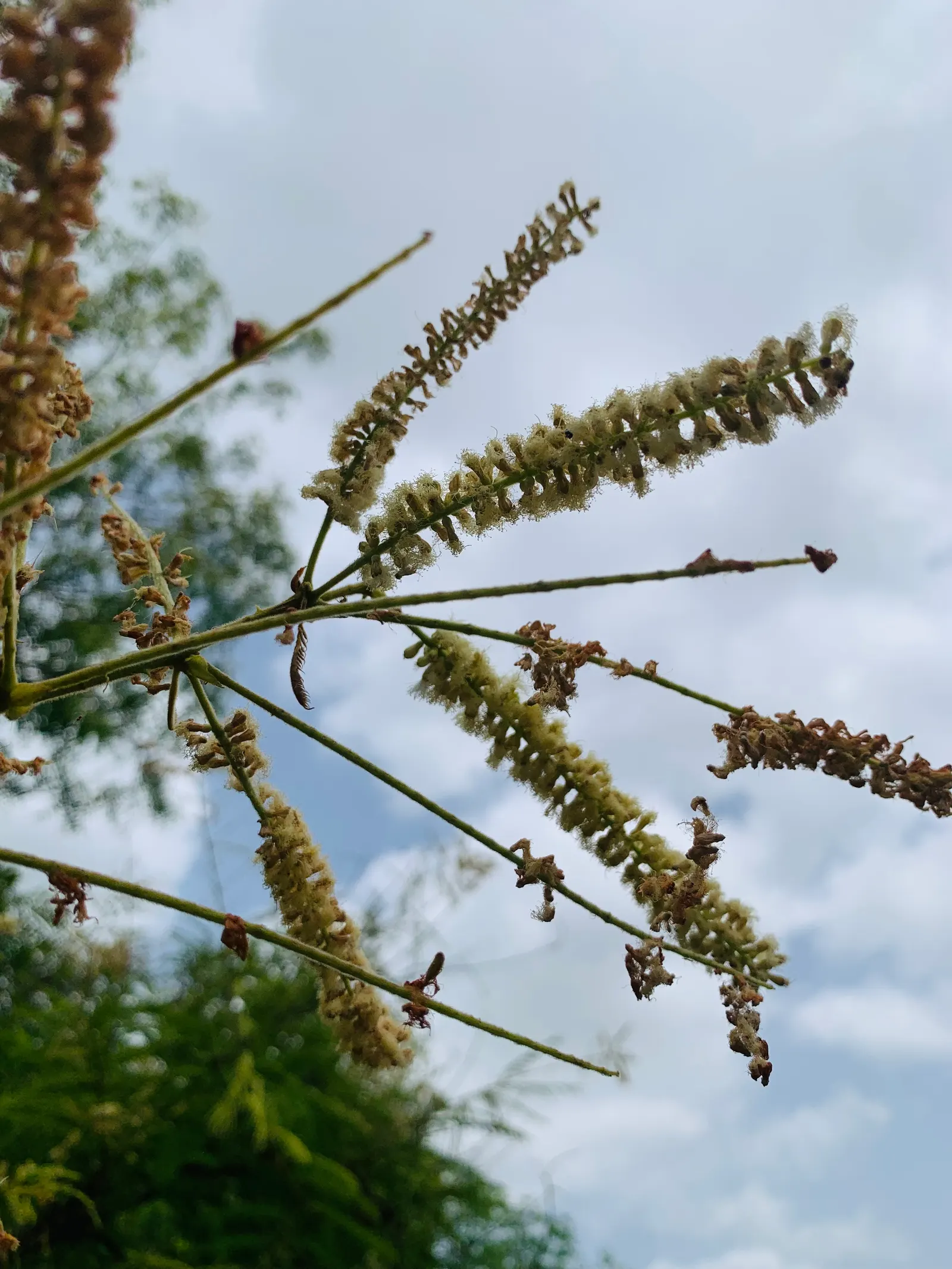 Twisted Desert Wattle (Acacia Aphylla) — Yellow globular flowers bloom in winter to spring