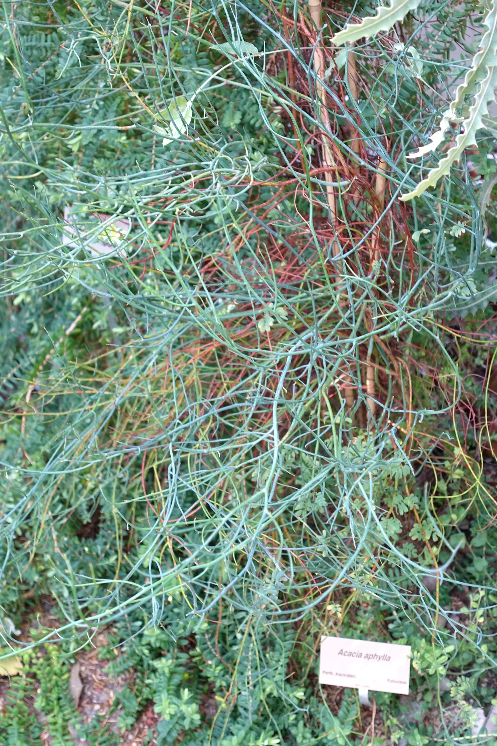 Twisted Desert Wattle (Acacia Aphylla) — This Australian native reaches up to 6.5 feet tall and wide, thriving in USDA zones 9-11