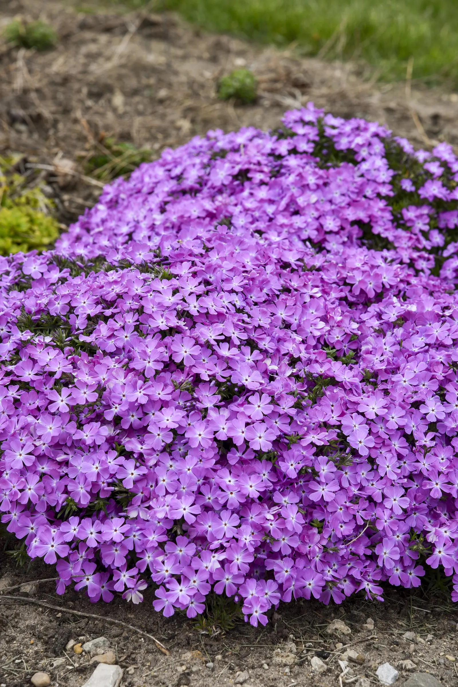 'Rose Quartz' Hybrid Spring Phlox (Phlox hybrid) — fragrant rose-pink flowers in mid spring