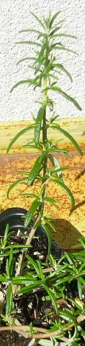 Irene Rosemary (Rosmarinus Officinalis 'Irene') — commonly named Irene Rosemary