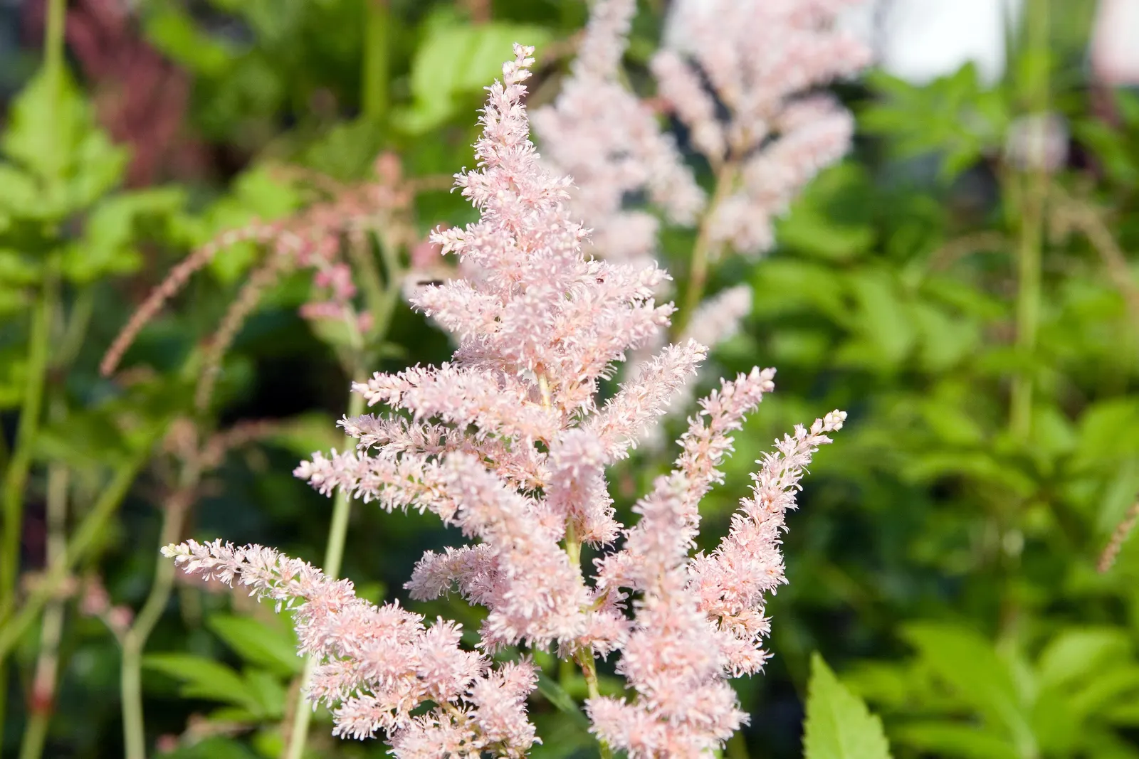 Peach Blossom False Spirea (Astilbe 'Peach Blossom') — Astilbe 'Peach Blossom' is a perennial heralded for feather-like plumes of soft peach-pink blossoms