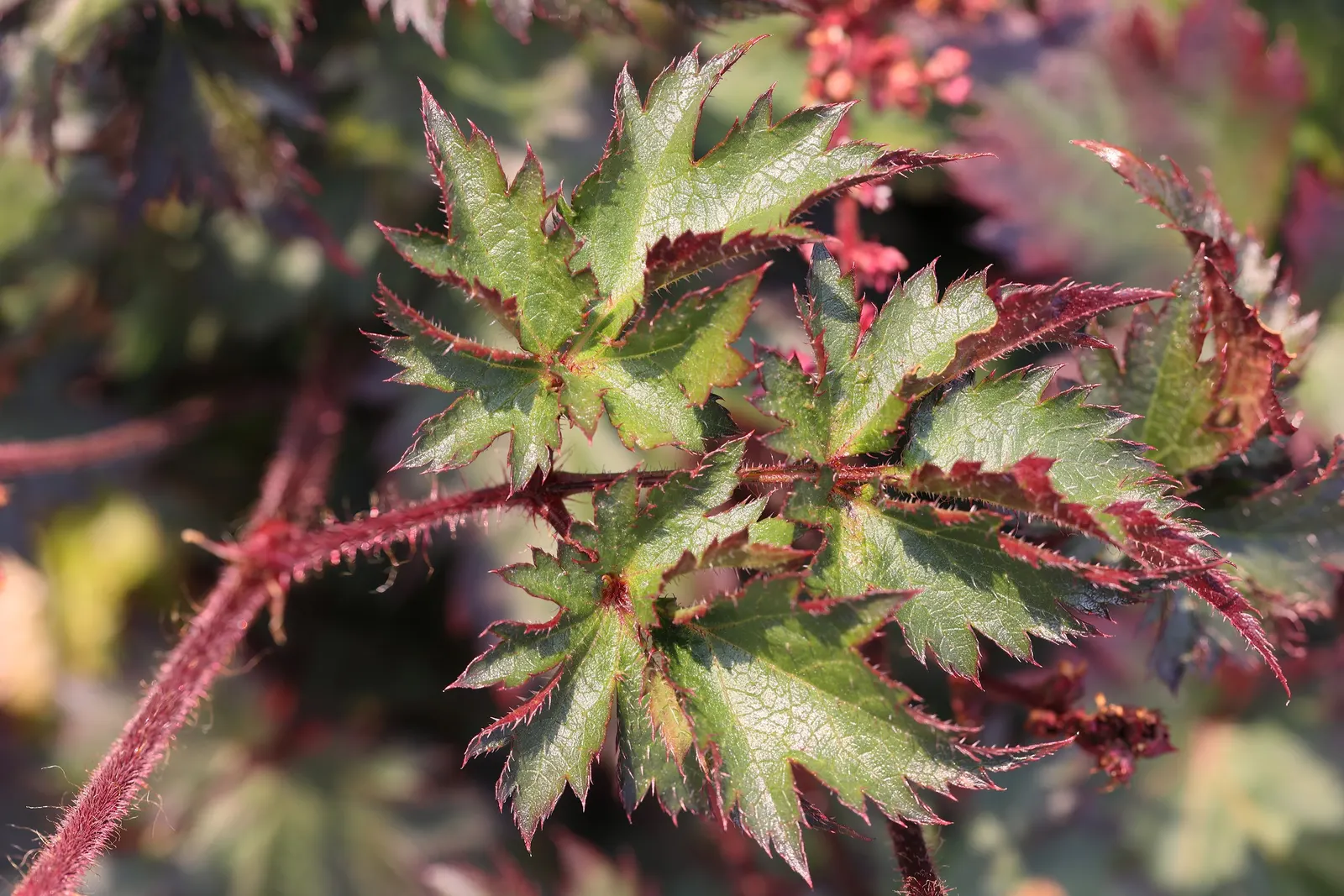 Peach Blossom False Spirea (Astilbe 'Peach Blossom') — Prefers shade to partial shade and moist, well-drained soil