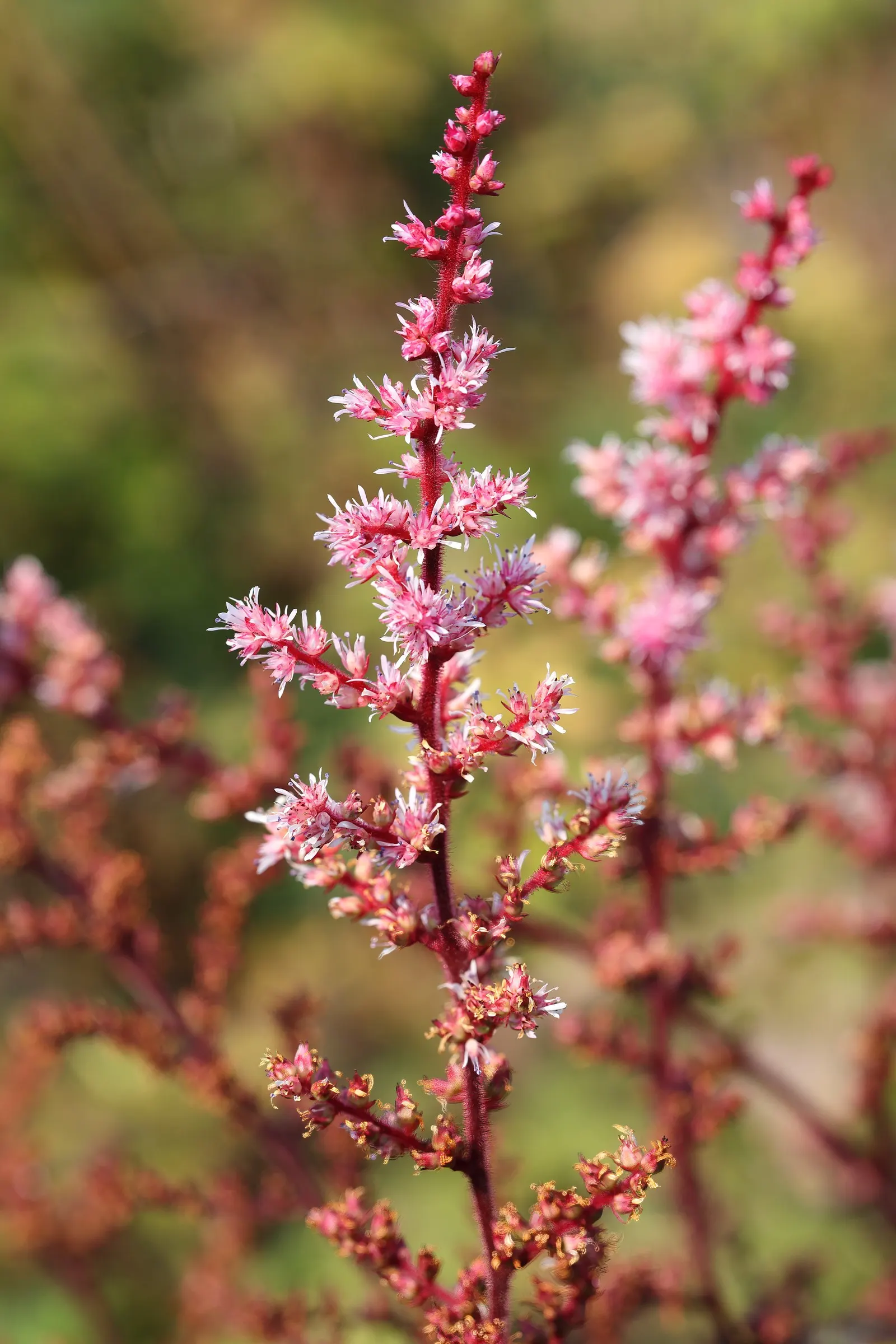 Peach Blossom False Spirea (Astilbe 'Peach Blossom') — Offers striking foliage and textural contrast in garden designs