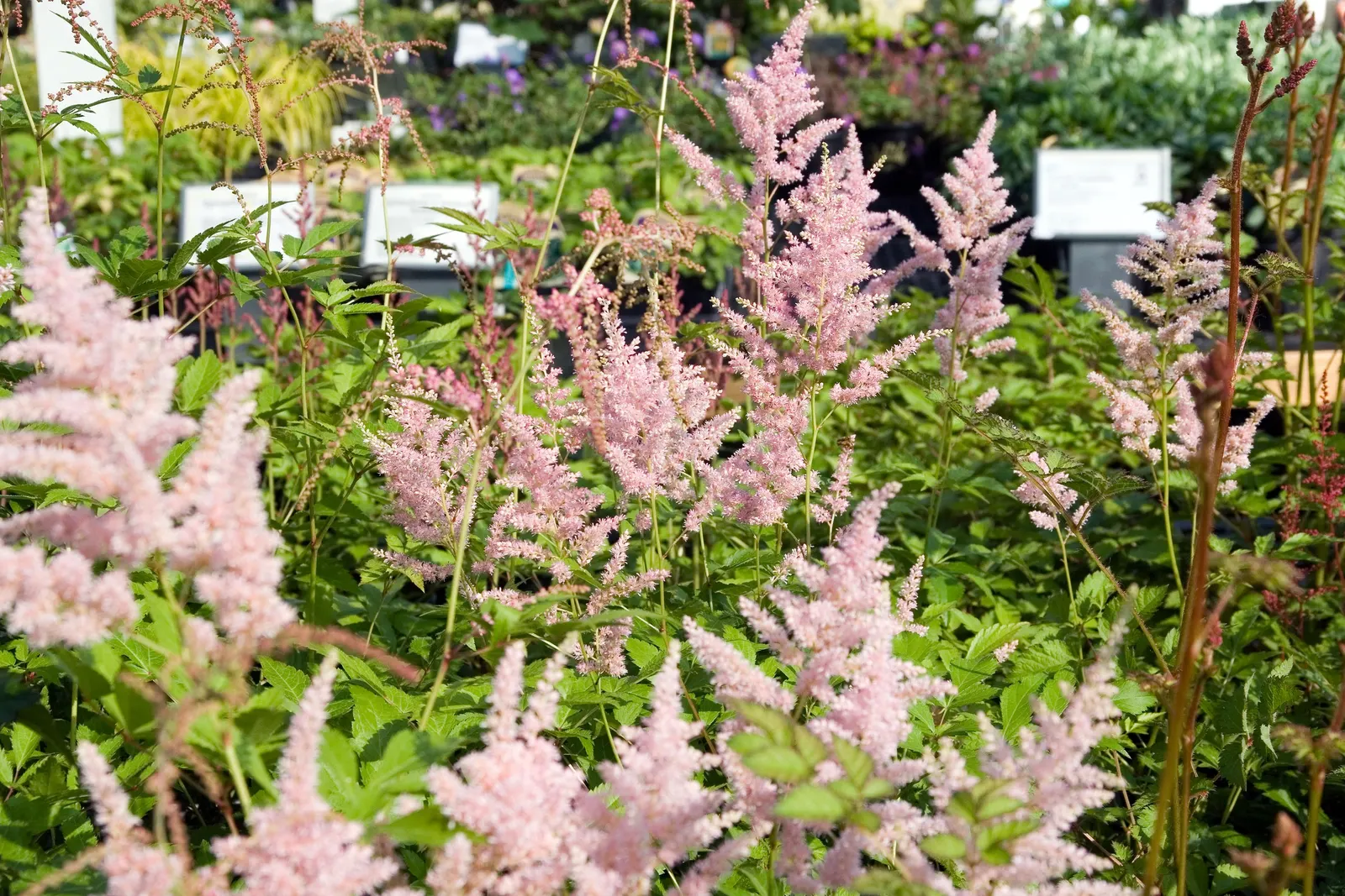 Peach Blossom False Spirea (Astilbe 'Peach Blossom') — Blooms profusely in midsummer, typically reaching 18-24 inches in height and spreading 18-24 inches