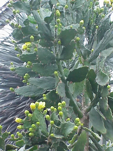 Brasil Cactus (Opuntia Brasiliensis) — with each yellow-to-orange blossom opening around 2 to 3 inches wide; segmented pads that reach up to 12, image 60