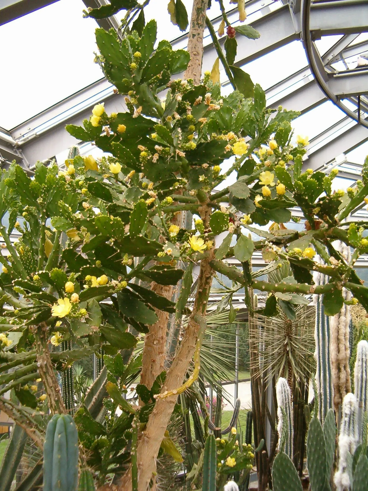 Brasil Cactus (Opuntia Brasiliensis) — It is remarkably drought-tolerant, image 81