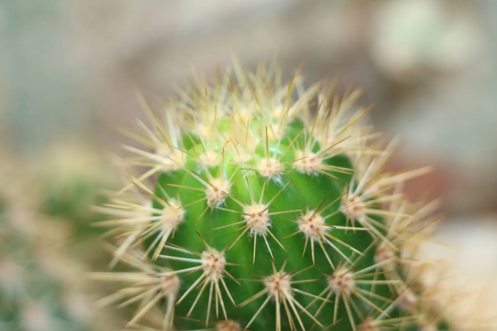 Brasil Cactus (Opuntia Brasiliensis) — with individual pad-like segments spanning 6 to 12 inches long; with each yellow-to-orange blossom opening, image 55
