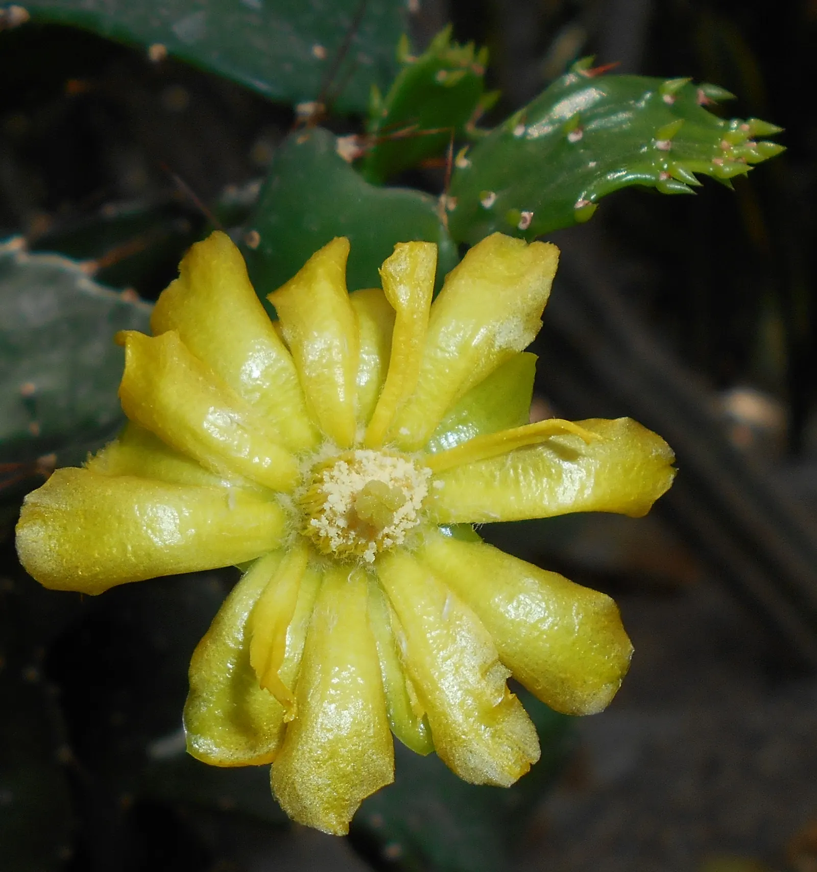 Brasil Cactus (Opuntia Brasiliensis) — it is important to note that the spines should be handled with care during planting and maintenance; this resilient