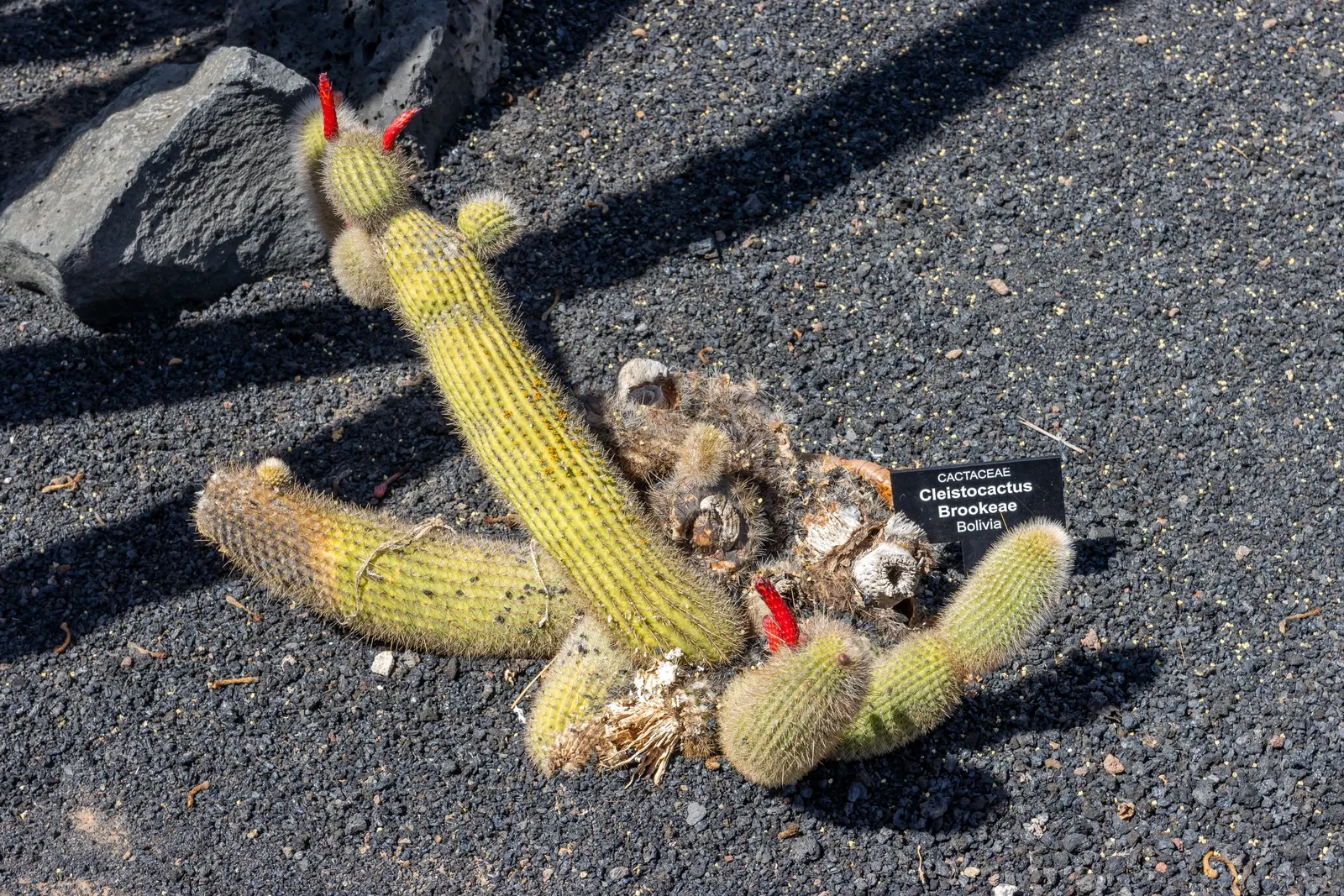 Brasil Cactus (Opuntia Brasiliensis) — This resilient cactus can reach impressive heights of up to 10 to 15 feet; beware of its spines when, image 77