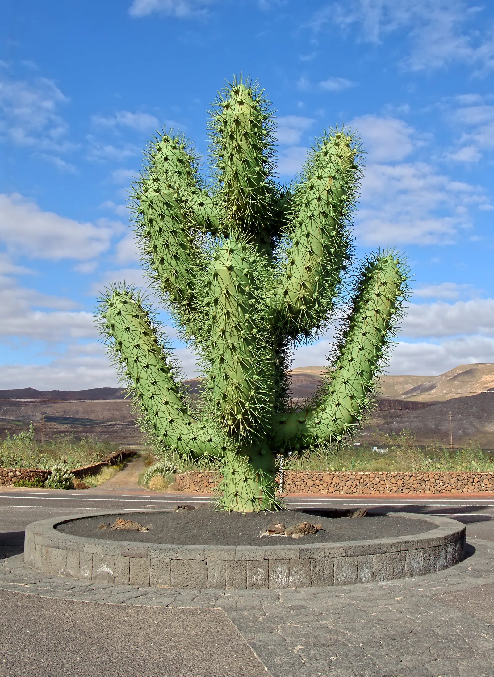 Brasil Cactus (Opuntia Brasiliensis) — yellow flowers in the garden