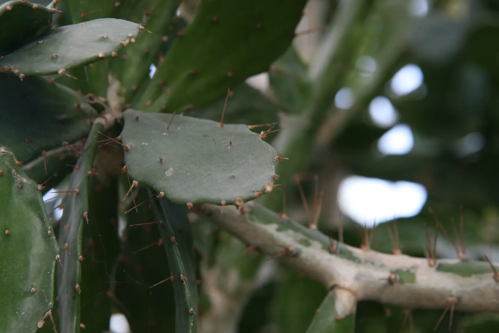 Brasil Cactus (Opuntia Brasiliensis) — favoring a sandy or gravelly substrate with minimal organic content; vivid yellow blooms appear in late spring to