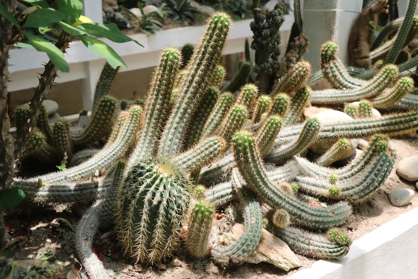 Brasil Cactus (Opuntia Brasiliensis) — offering a stark contrast and additional interest to the landscape.<br><br>For the client; commonly known as, image 63
