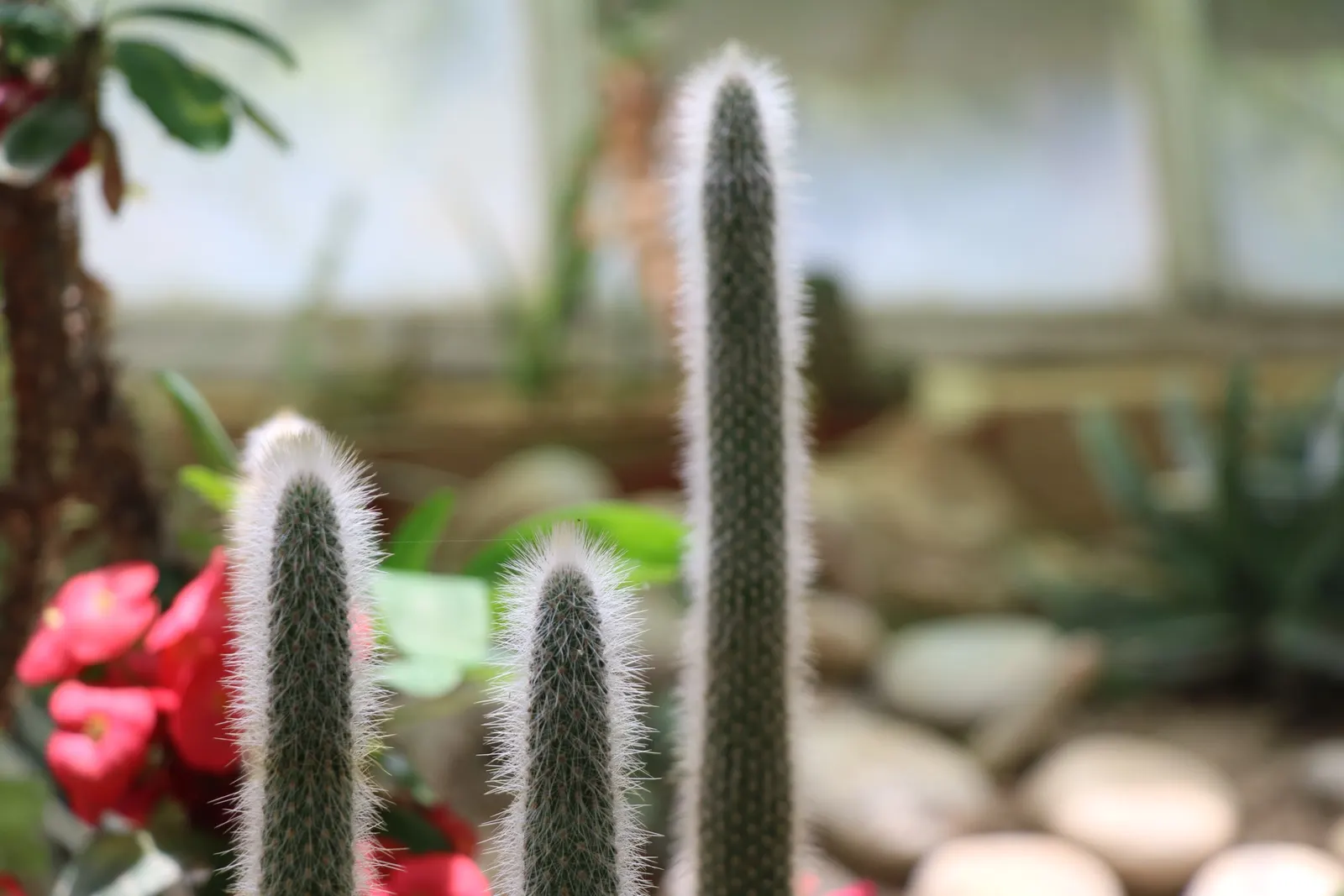 Brasil Cactus (Opuntia Brasiliensis) — yellow flowers in the garden; its resilient nature and minimalistic form make it ideal for water-conservative landscapes