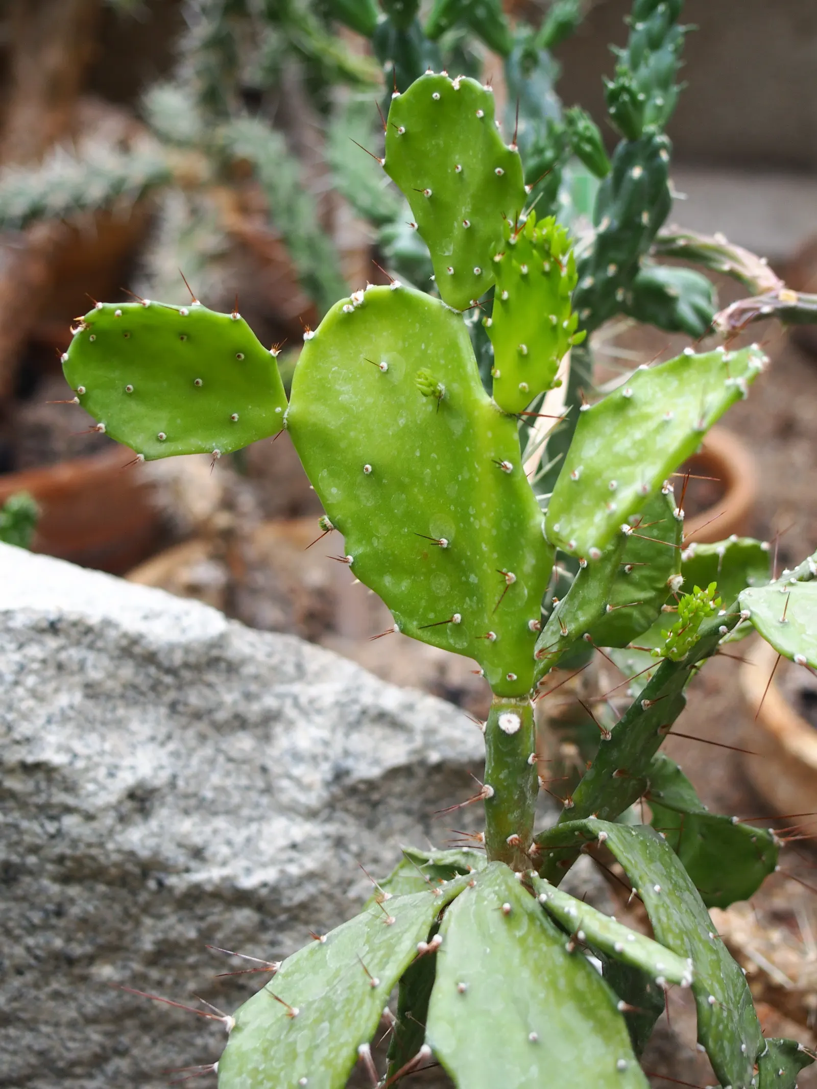 Brasil Cactus (Opuntia Brasiliensis) — offering a stark contrast and additional interest to the landscape.<br><br>For the client; commonly known as, image 86