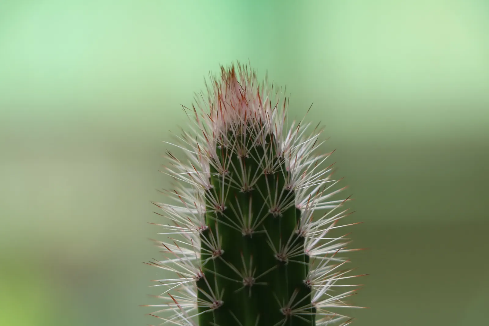 Brasil Cactus (Opuntia Brasiliensis) — the cactus may produce purple fruits approximately 2 to 3 inches in length; offering a stark contrast and, image 85