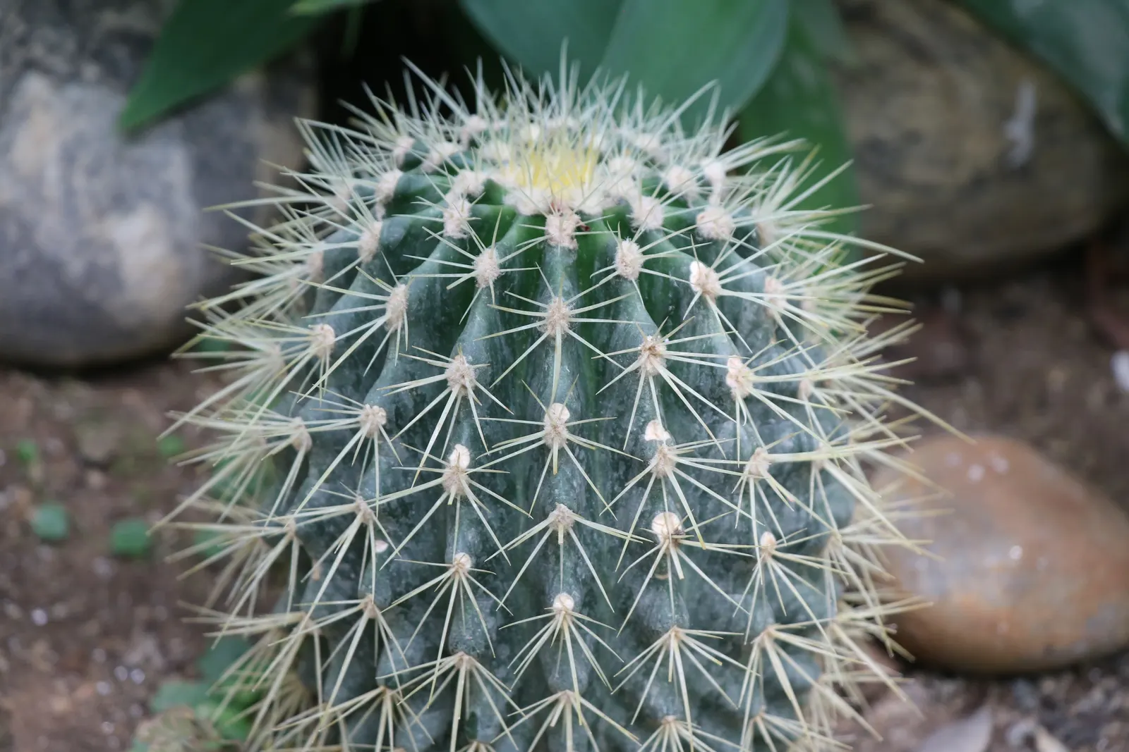 Brasil Cactus (Opuntia Brasiliensis) — commonly known as Brazil Cactus; adapted to aridity, it thrives in zones 9-11, requiring minimal water