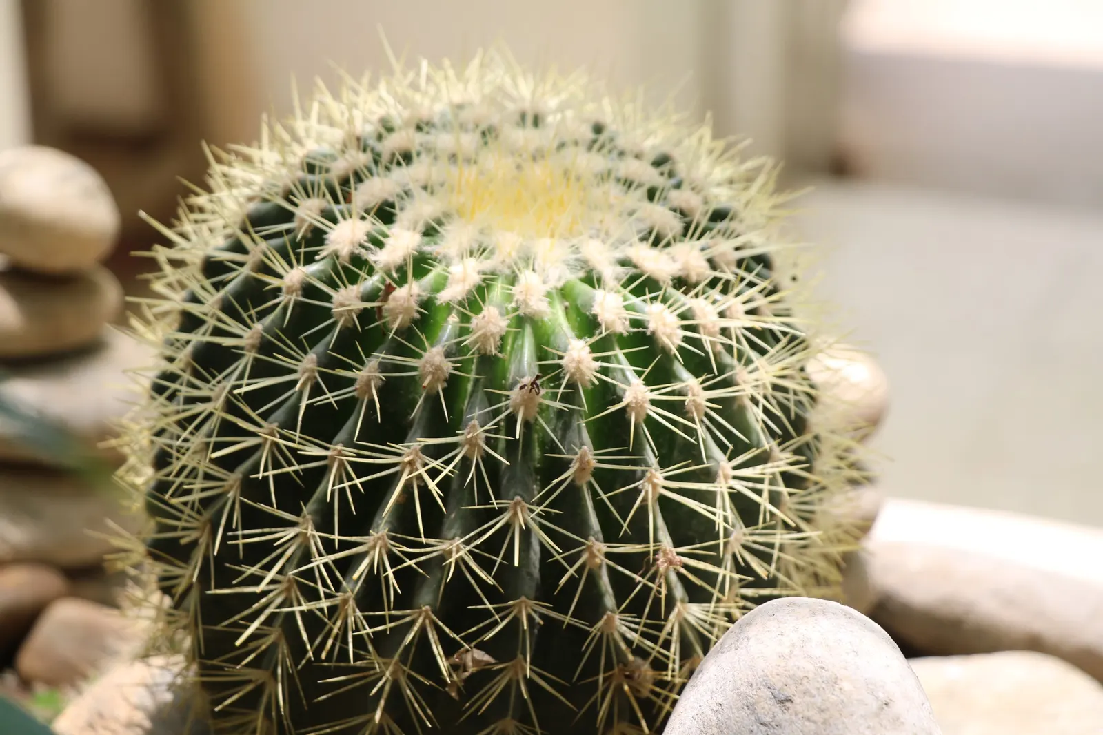 Brasil Cactus (Opuntia Brasiliensis) — Vivid yellow blooms appear in late spring to summer, followed by edible, purple fruits; with individual pad-like