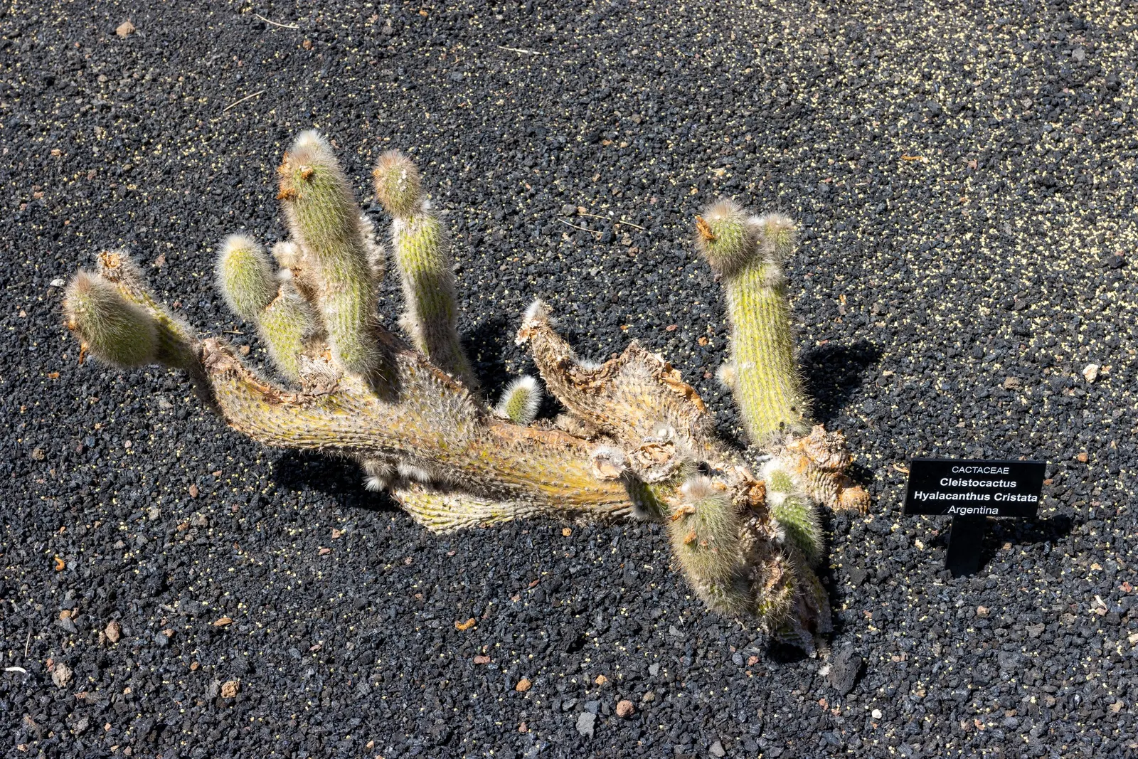 Brasil Cactus (Opuntia Brasiliensis) — favoring a sandy or gravelly substrate with minimal organic content