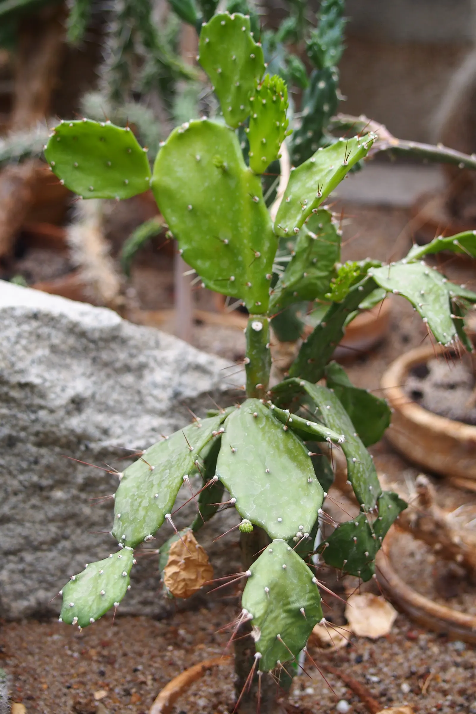 Brasil Cactus (Opuntia Brasiliensis) — making it well-suited for hot