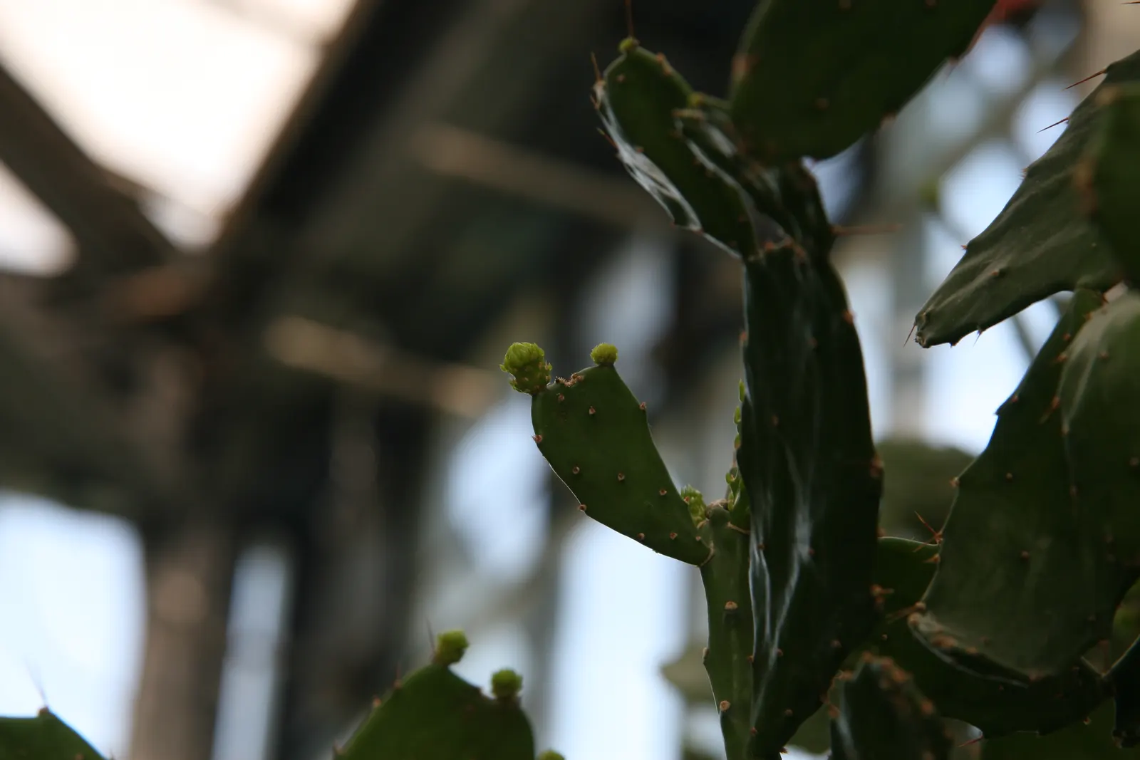 Brasil Cactus (Opuntia Brasiliensis) — it is important to note that the spines should be handled with care during planting and maintenance
